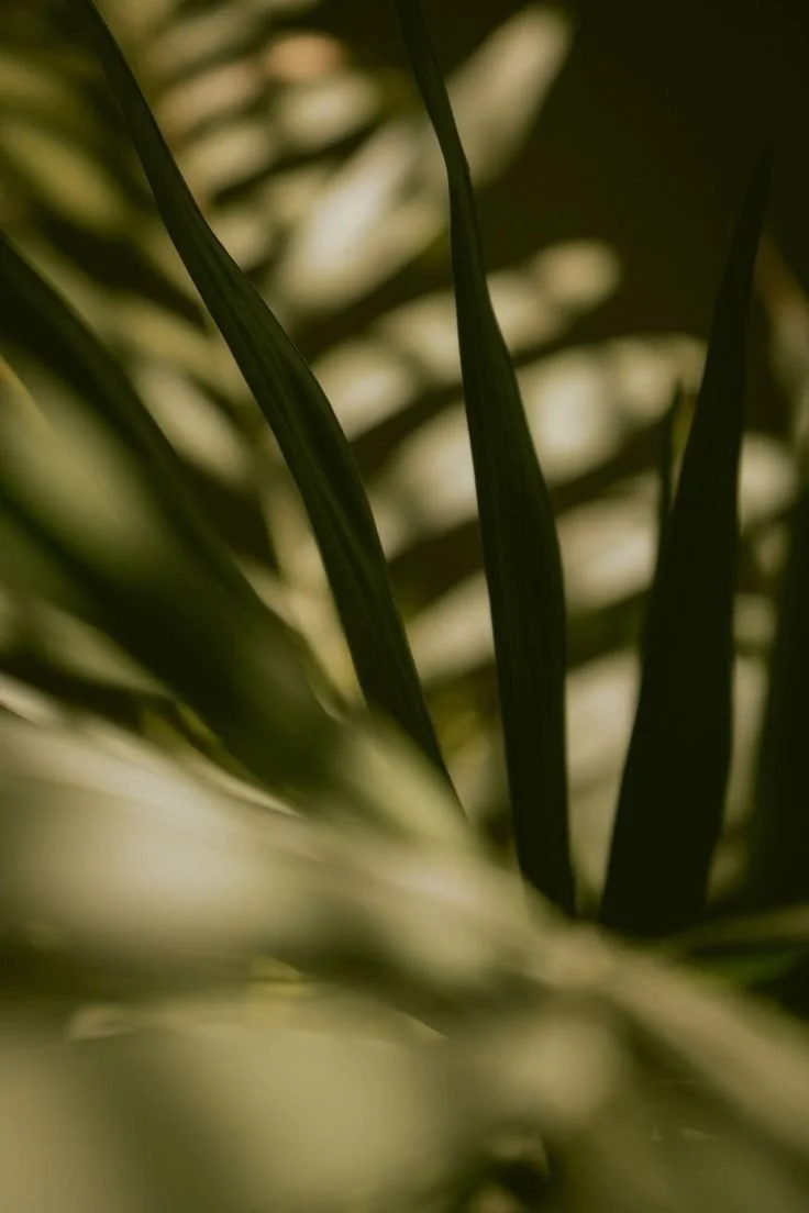 Close-up of green leaves with a soft, blurred background.