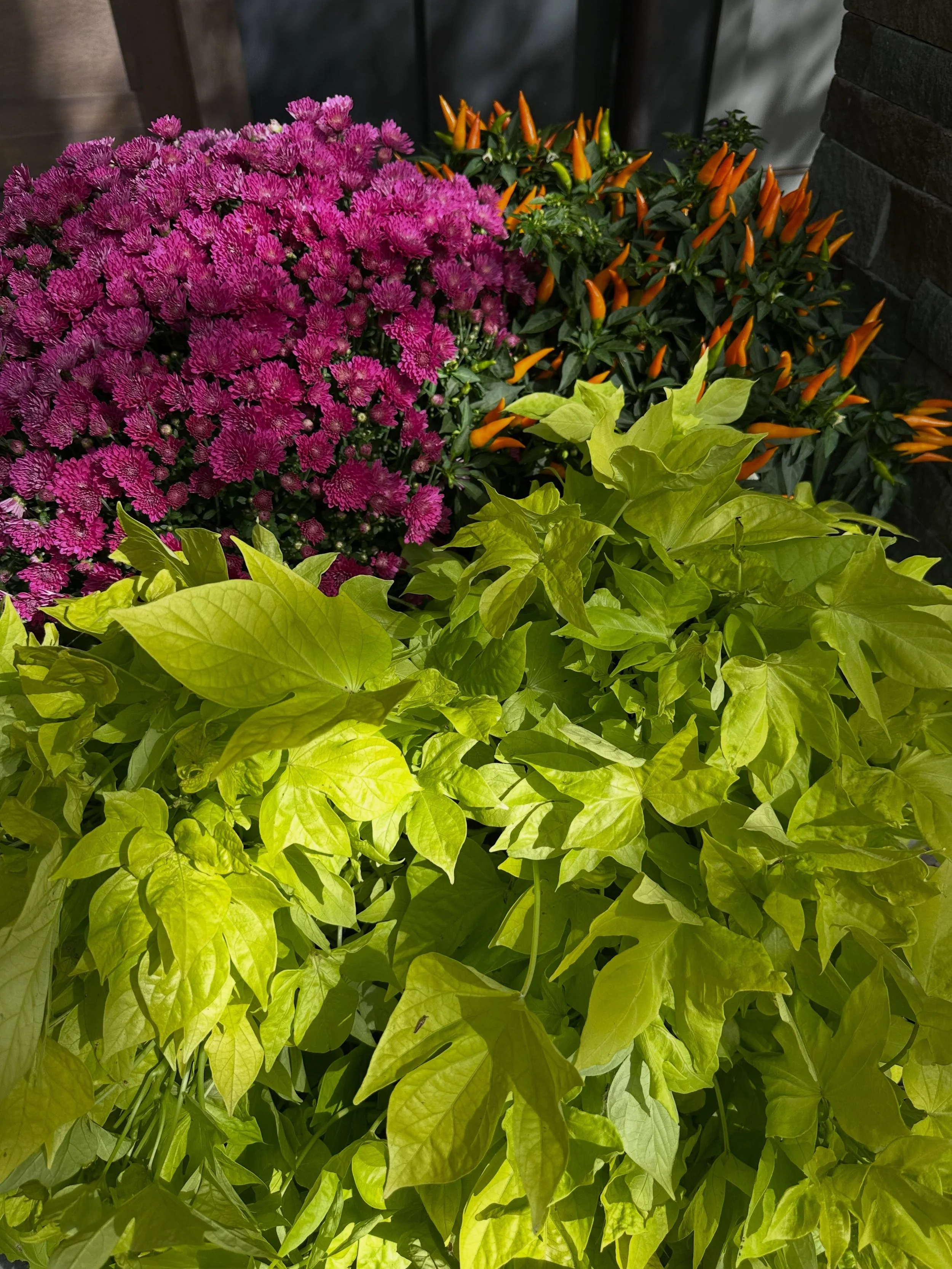 Colors of the day are orange peppers, deep pink mums and green potato vines.  So rewarding to have changed our plantings for Fall.  Love all the seasons.
#flowerlover #homestyle #homenurturing #designerdeb