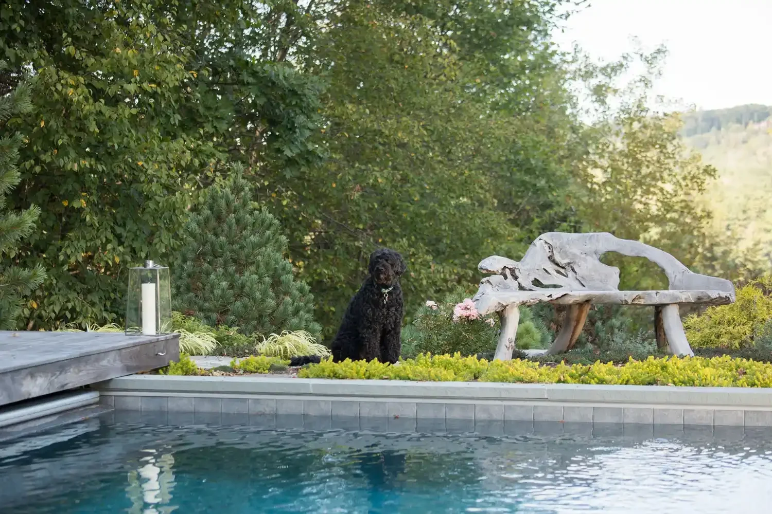 A black dog sitting near a garden with plants and trees, next to a white, uniquely shaped wooden bench, with a lantern containing a candle on a ledge in the foreground, and a swimming pool reflected in the water.