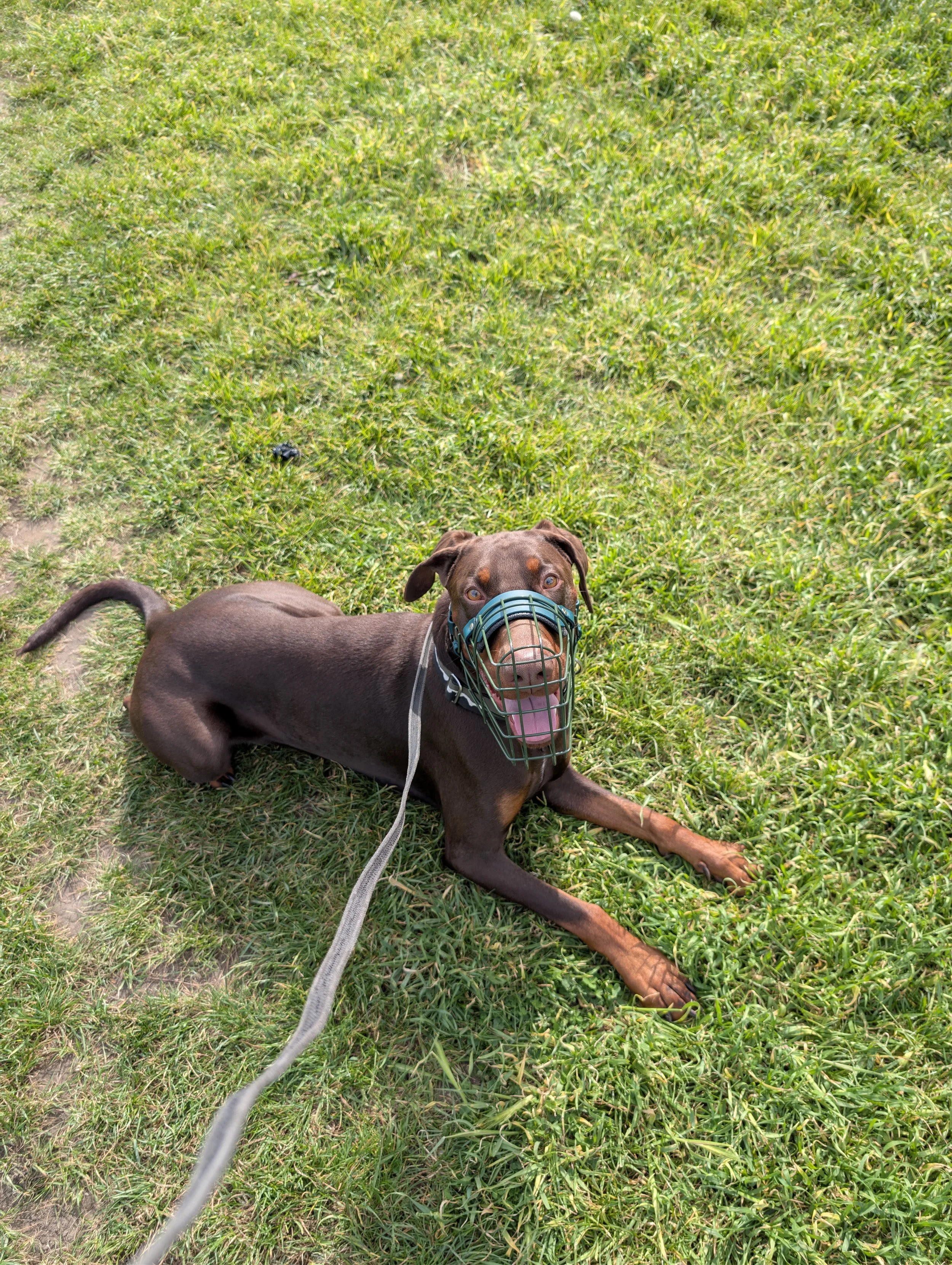 A brown dog lying on green grass wearing a silver and black wire muzzle with a leash attached, looking up.