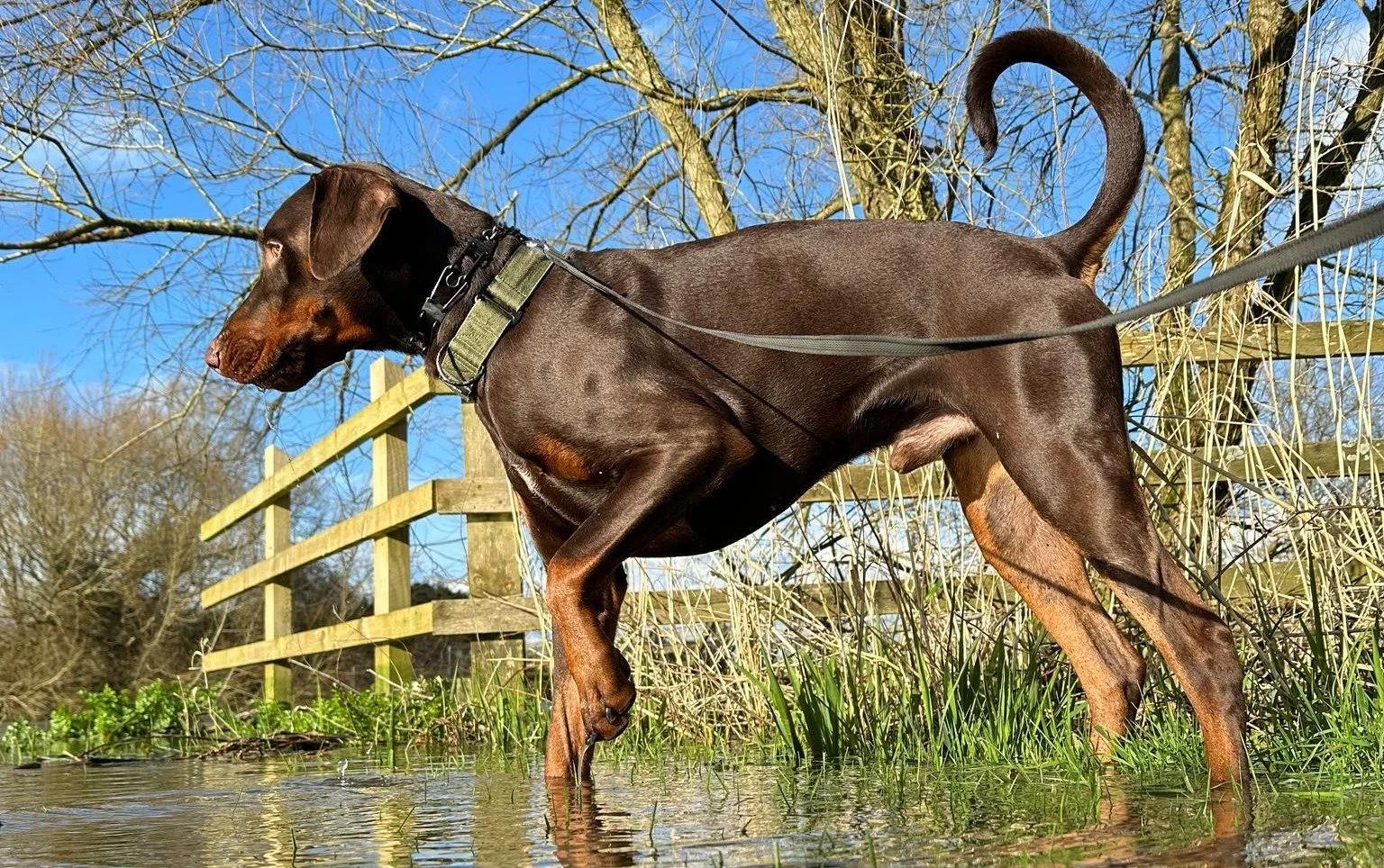 A Doberman dog standing in shallow water, wearing a collar and leash, outdoors on a sunny day with leafless trees and a wooden fence in the background.