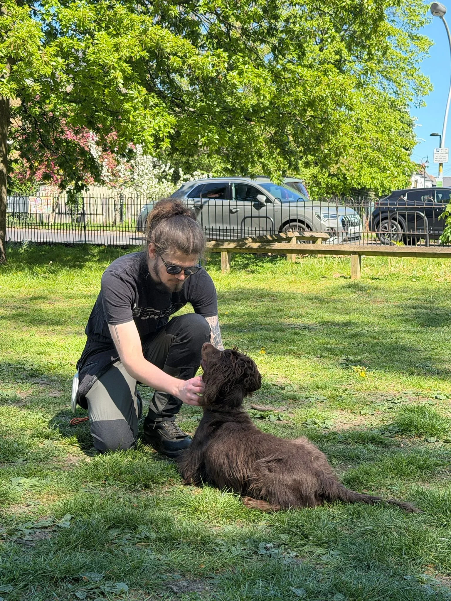 A man with dark hair and glasses crouches down in a park, gently holding a large brown dog with long fur. The dog is lying on the grass. The background shows green trees, a metal fence, and parked cars under a bright blue sky.