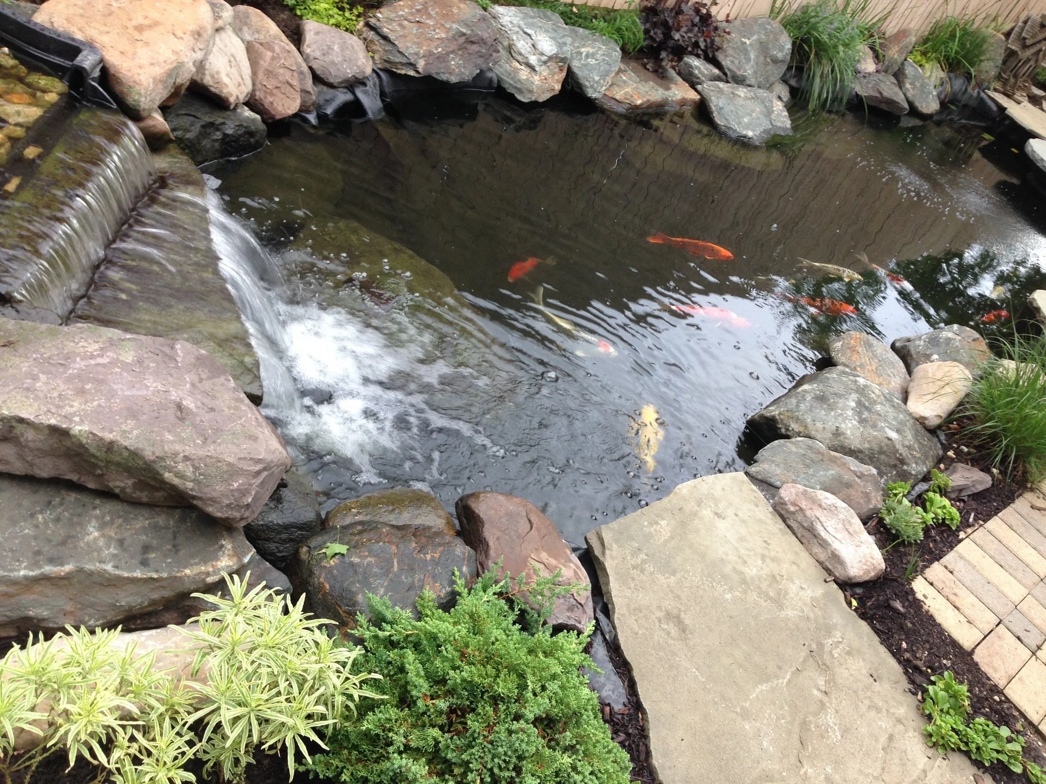 A small pond with a waterfall edge, surrounded by rocks, with orange and white fish swimming in the water. There are plants and greenery along the edges of the pond.