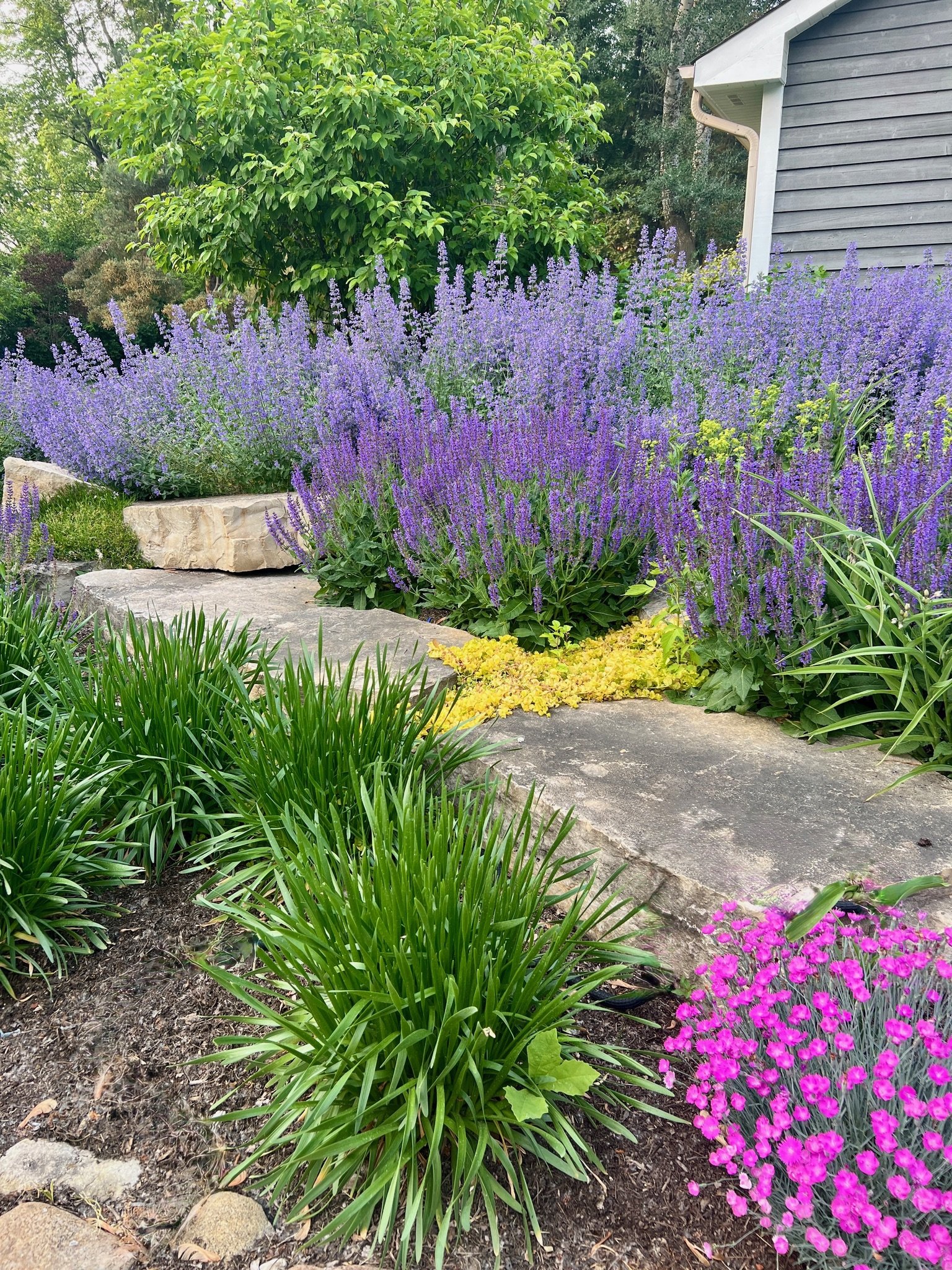 A garden with purple and pink flowers, green shrubs, and a stone pathway next to a gray house with siding.