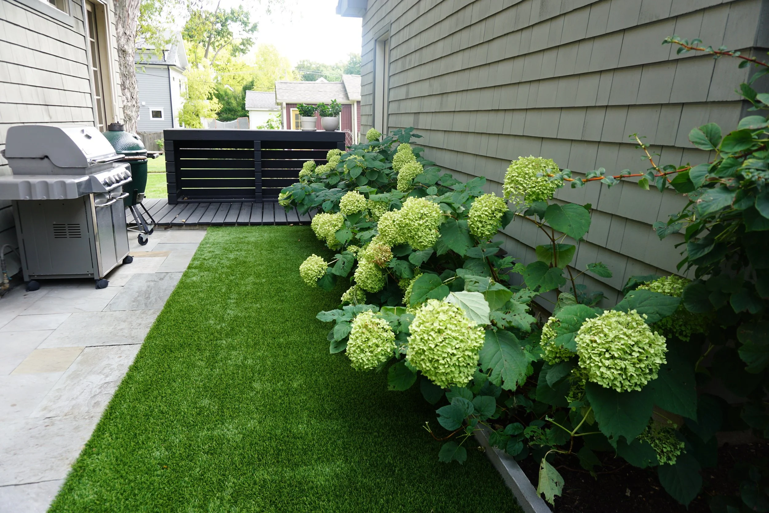 Backyard patio with green hydrangea bushes, a grill, potted plants, and neighboring houses in the background.