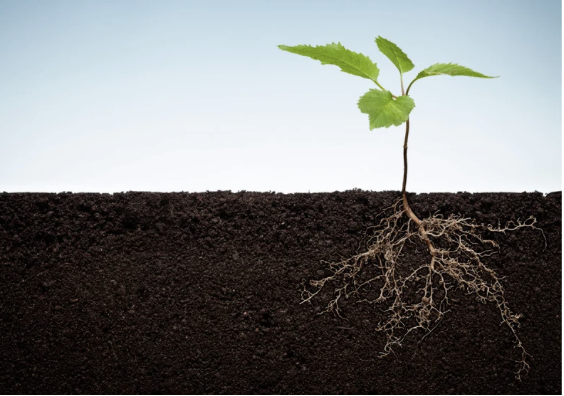 What Does 'Root Cause' Actually Mean — And Why Does It Matter for Your Health?