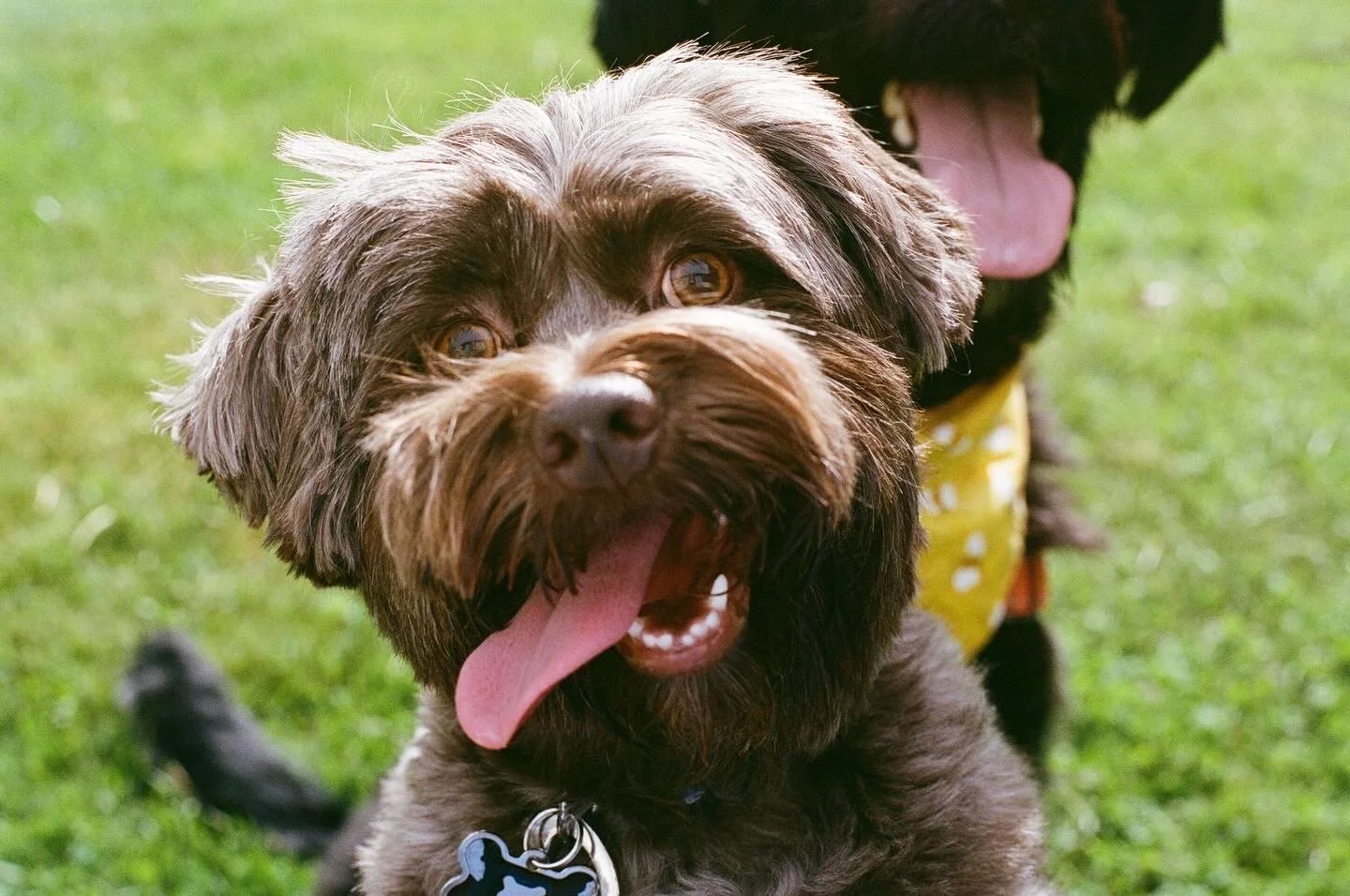 Close-up of a happy, brown, fluffy dog with its tongue out, wearing a collar with a bone-shaped tag, on green grass, with another similar dog in the background.