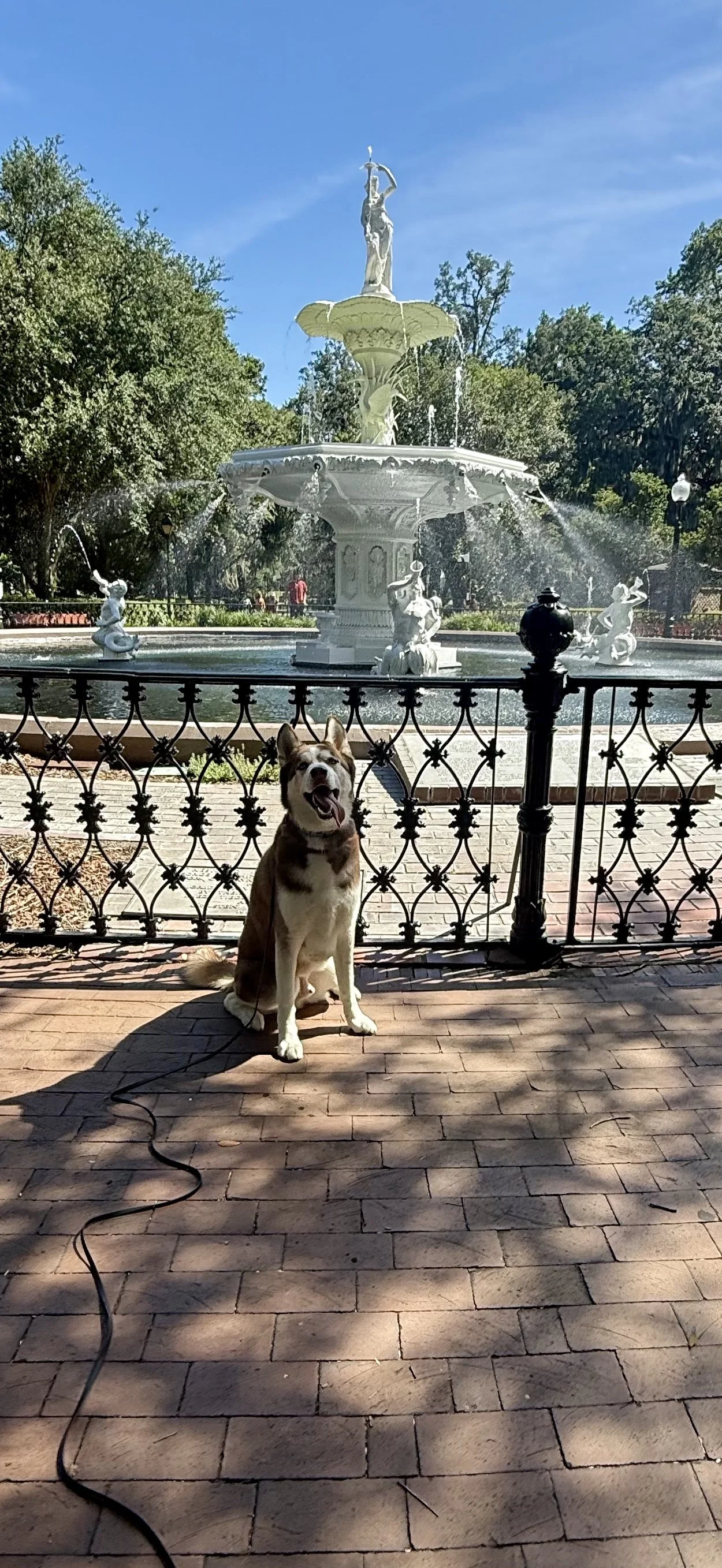 A happy dog sitting in front of a decorative fountain in a park, with trees and a blue sky in the background.
