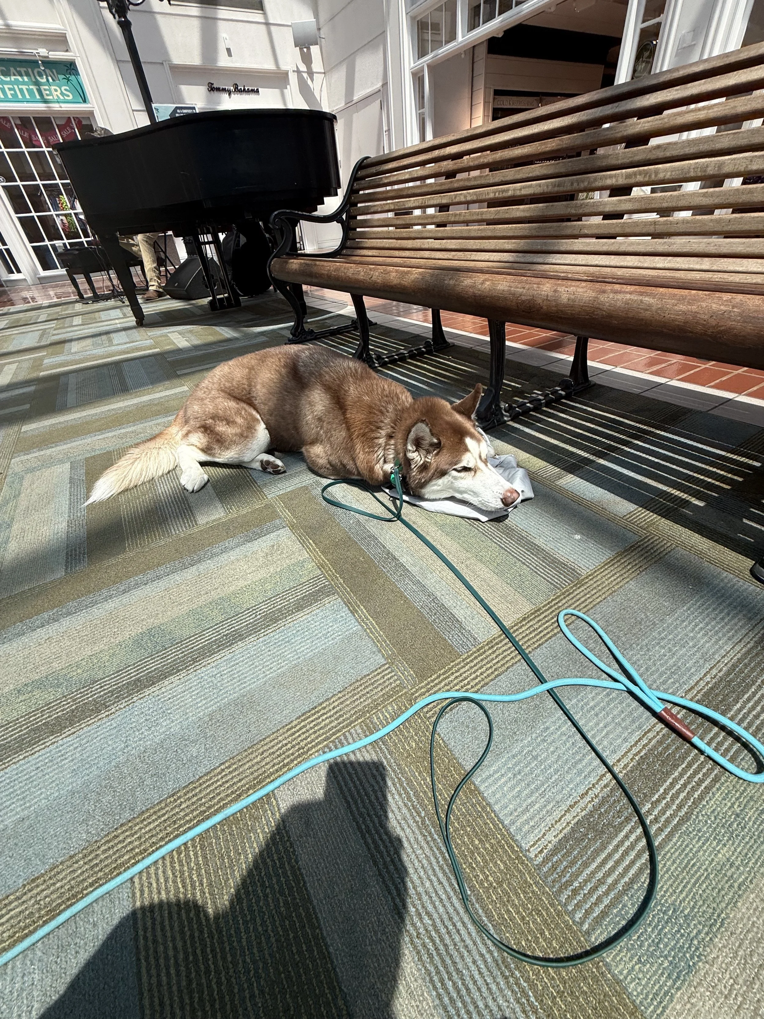 A dog lies on a patterned outdoor rug in front of a wooden bench and a piano set up for a performance. The dog appears to be resting with a pipe cleaner around its neck, with the piano and a musician in the background.