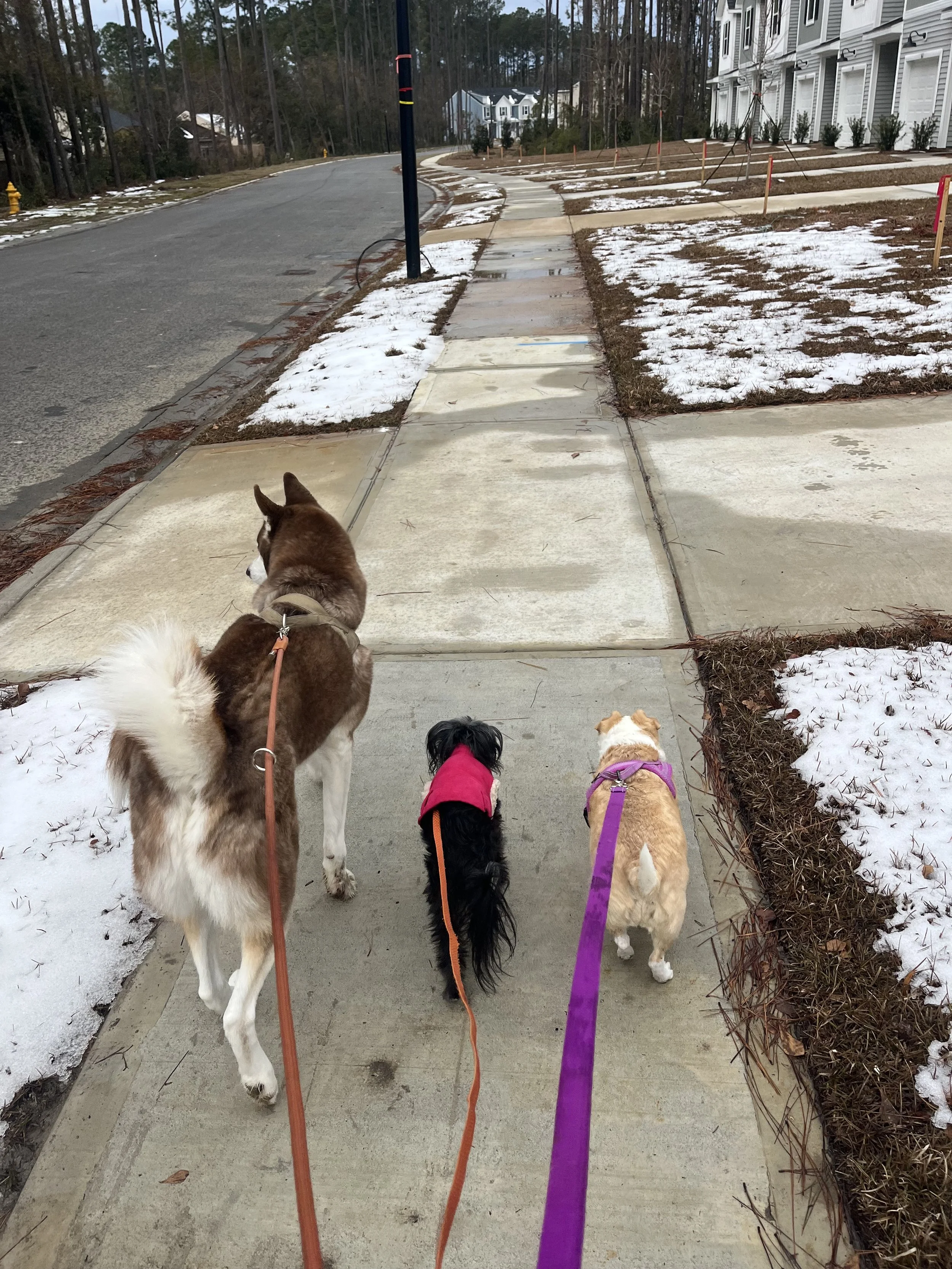 Four dogs being walked on a sidewalk in a suburban neighborhood in winter, with snow patches on the ground, a row of houses, and trees in the background.