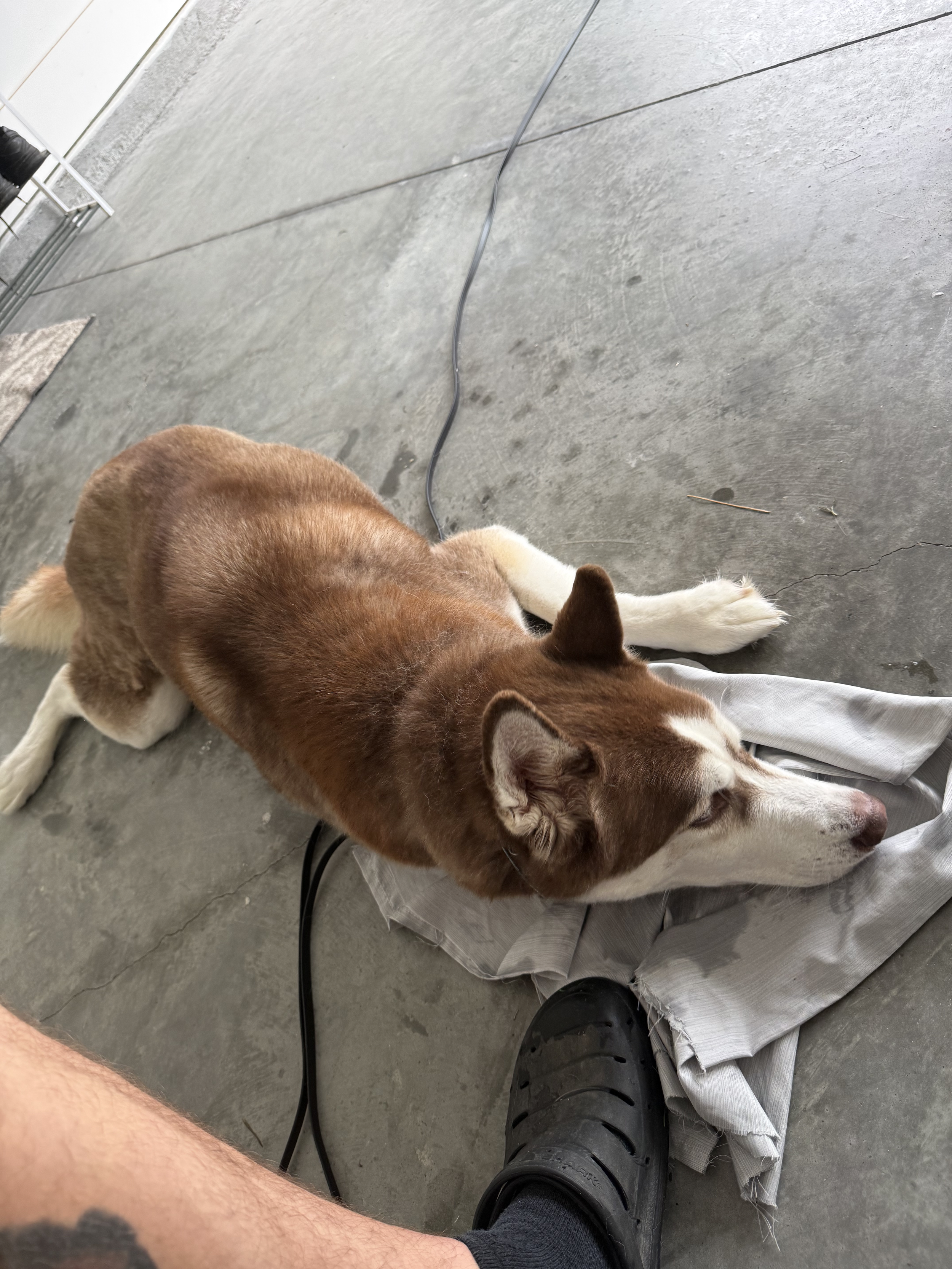 A brown and white dog lying on its side on a gray concrete floor, with its head resting on a person's leg.