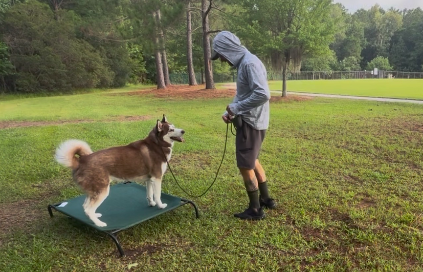 A person in a gray hoodie and black shorts standing outside on a grassy field, holding a leash attached to a dog standing on a raised platform. The dog has a fluffy tail and is looking at the person, with trees and a fence in the background.