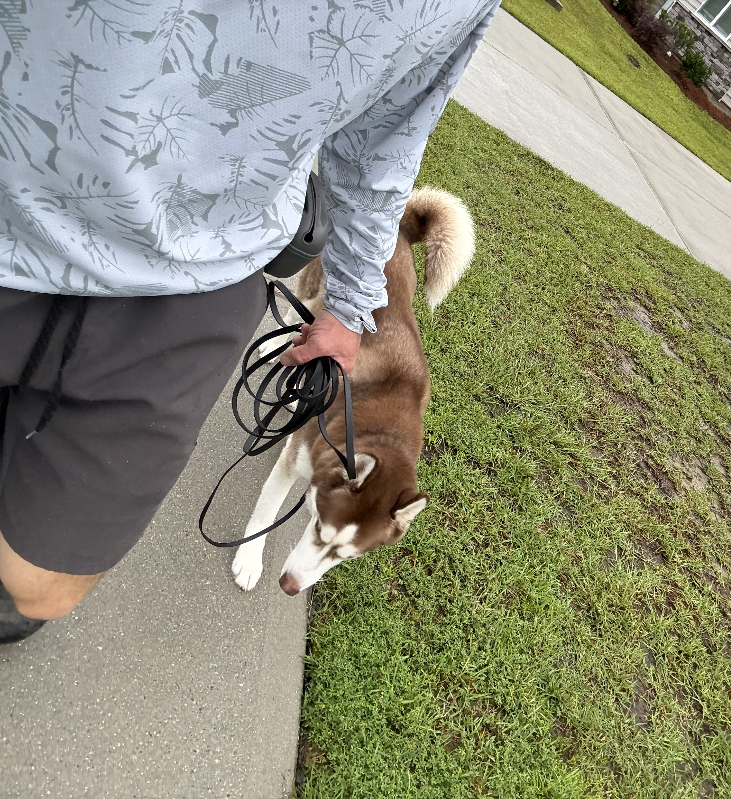 A person wearing a patterned long sleeve shirt or jacket with gray leaves on a white background, black pants, and holding a black leash, walking a large brown and white Siberian Husky on a leash outdoors on a sidewalk with grass and a stone house in the background.