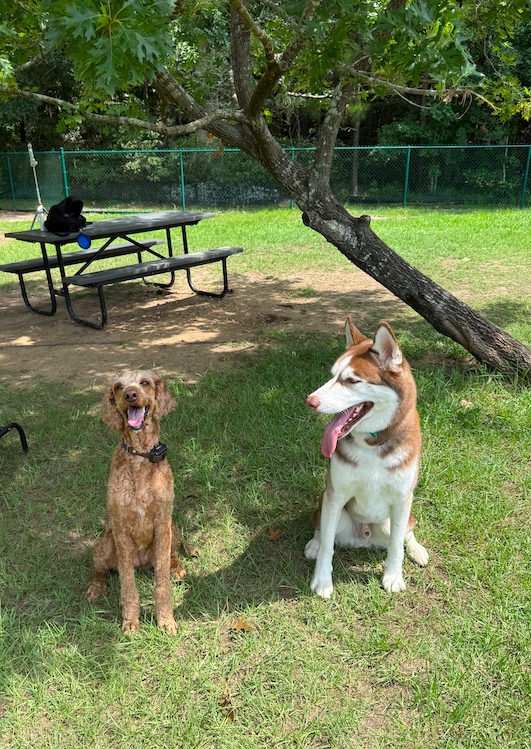 Two dogs sitting on grass near a picnic table under a tree in a fenced park.