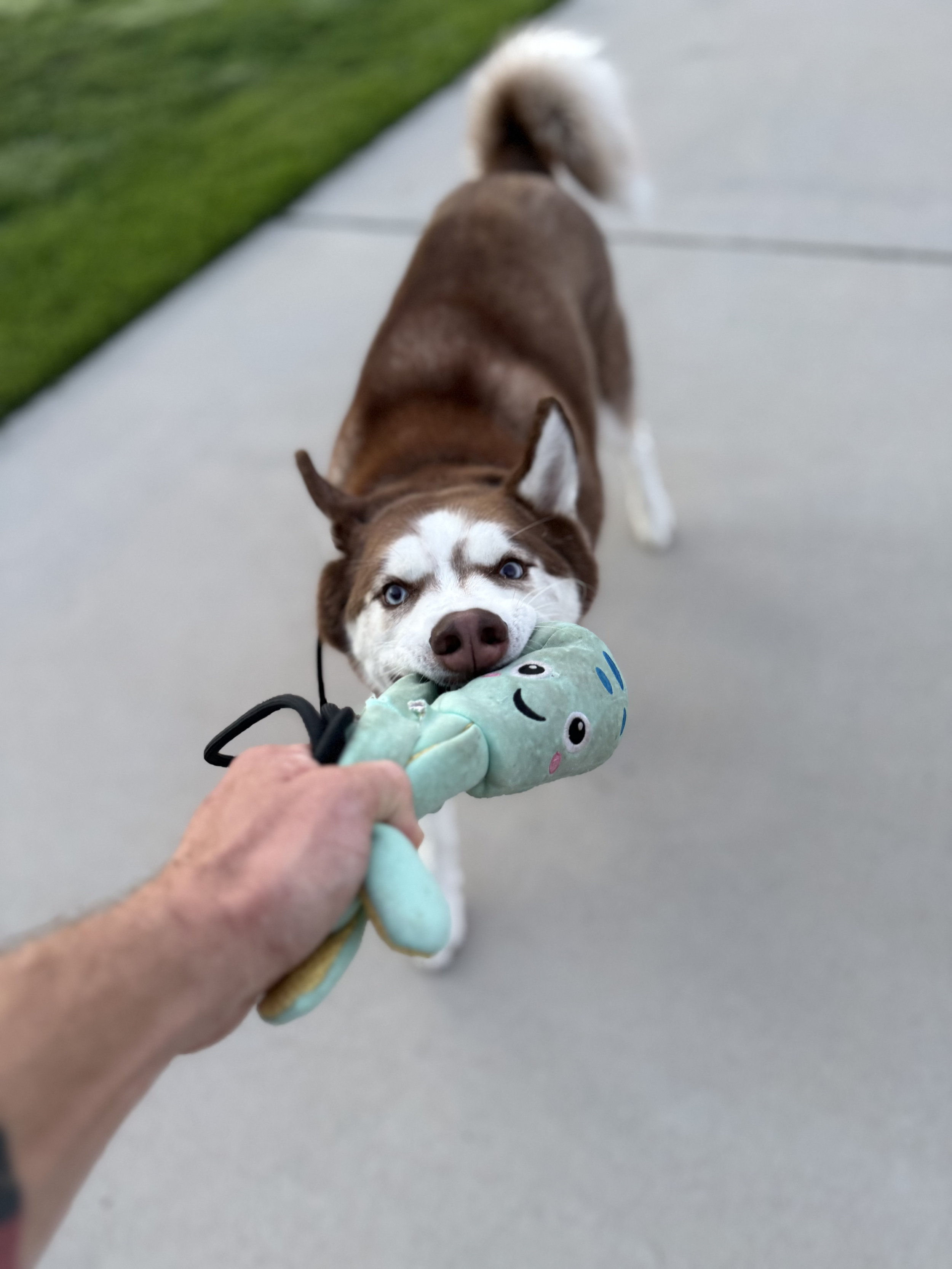 A dog with blue eyes is playing tug-of-war with a person, pulling a plush toy.