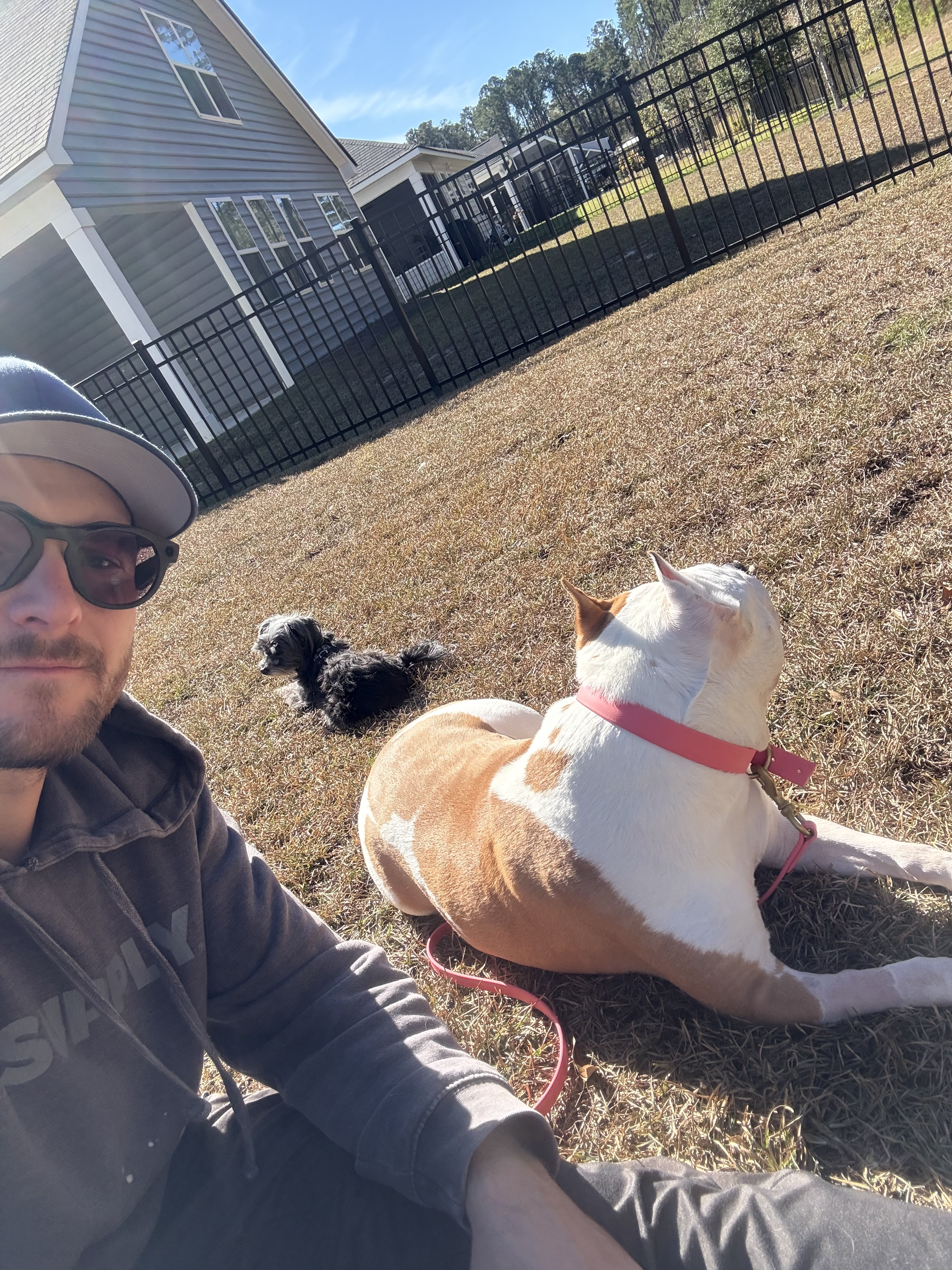 A man wearing sunglasses and a cap sitting on the grass with three dogs near a black metal fence, in front of a house with gray siding and white trim, under a blue sky.