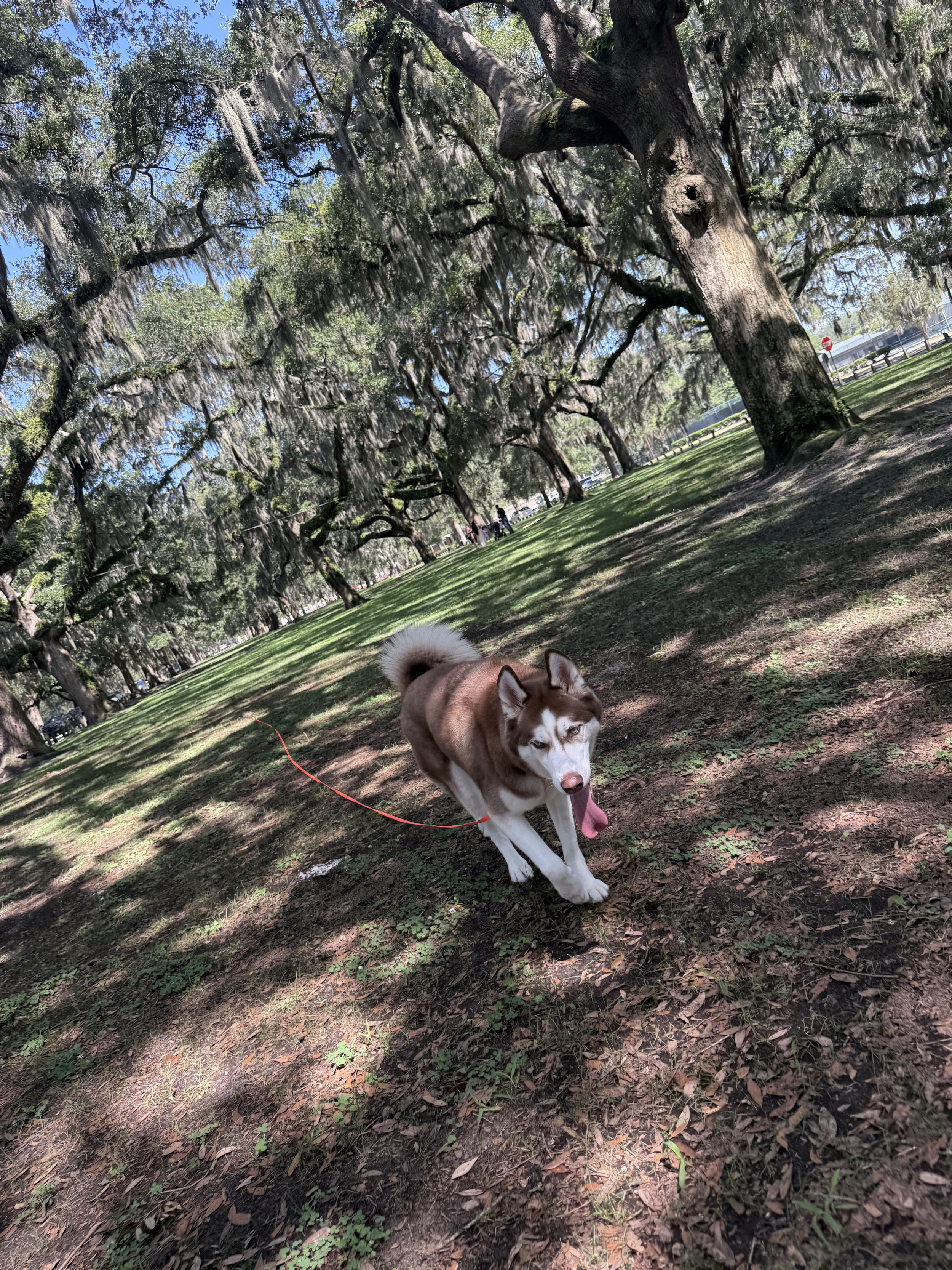 A Siberian Husky walking on a leaf-covered ground in a park with large trees draped in Spanish moss.