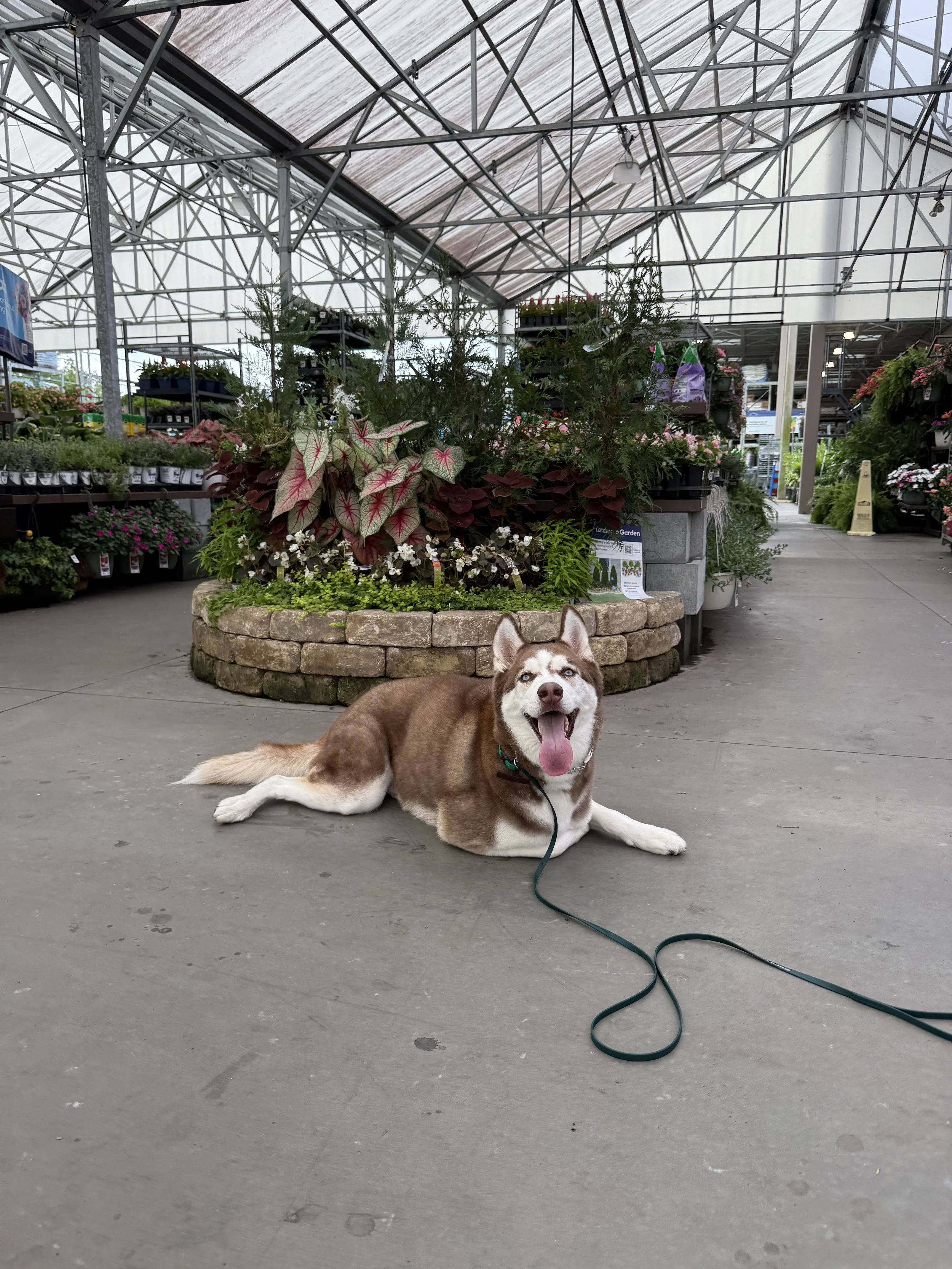 A Siberian Husky dog with blue eyes lying on the concrete floor inside a greenhouse or plant nursery, smiling with its tongue out. Behind the dog, there are various plants and flowers on shelves, and the greenhouse has a metal framework with a plastic or glass ceiling.