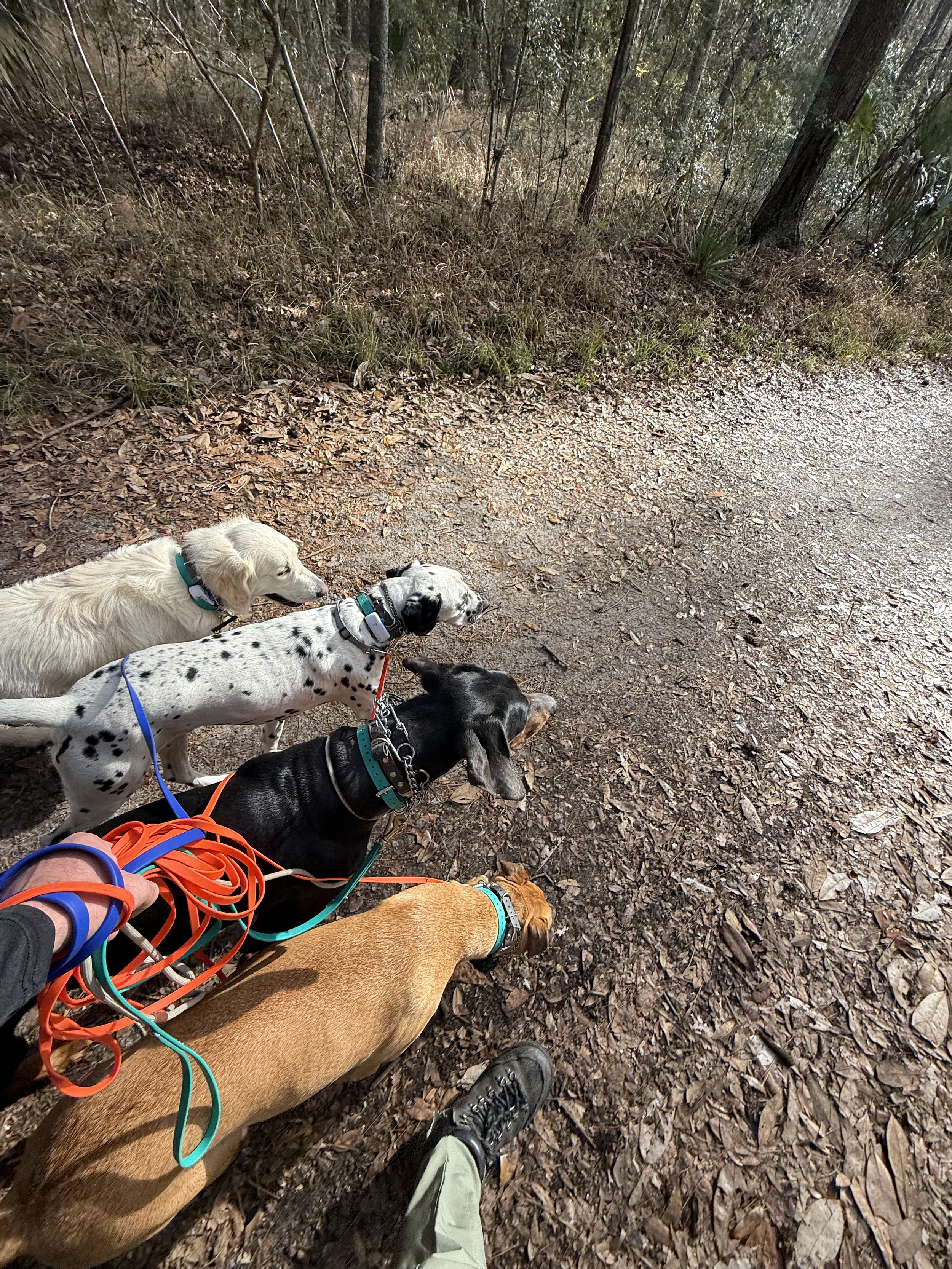 Five dogs on leashes walking on a dirt trail in a wooded area. Only the legs and feet of the person walking the dogs are visible.