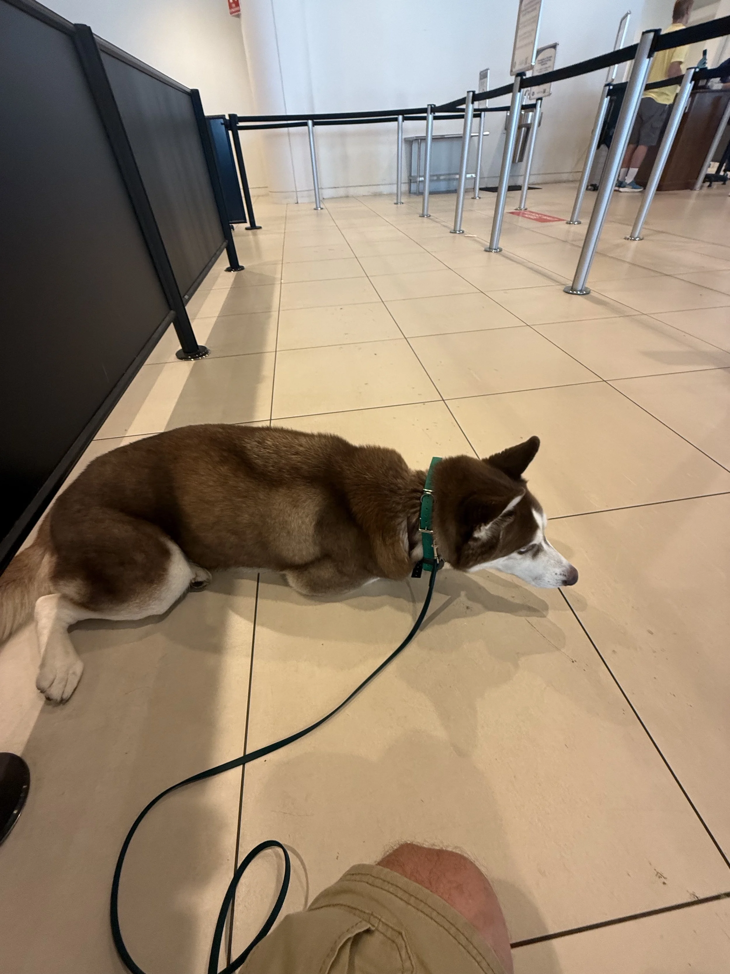 A brown and white dog lying on beige tiled floor, next to a person's leg wearing khaki shorts. In the background, there are black queue barriers and a wooden counter with a person in a yellow shirt.