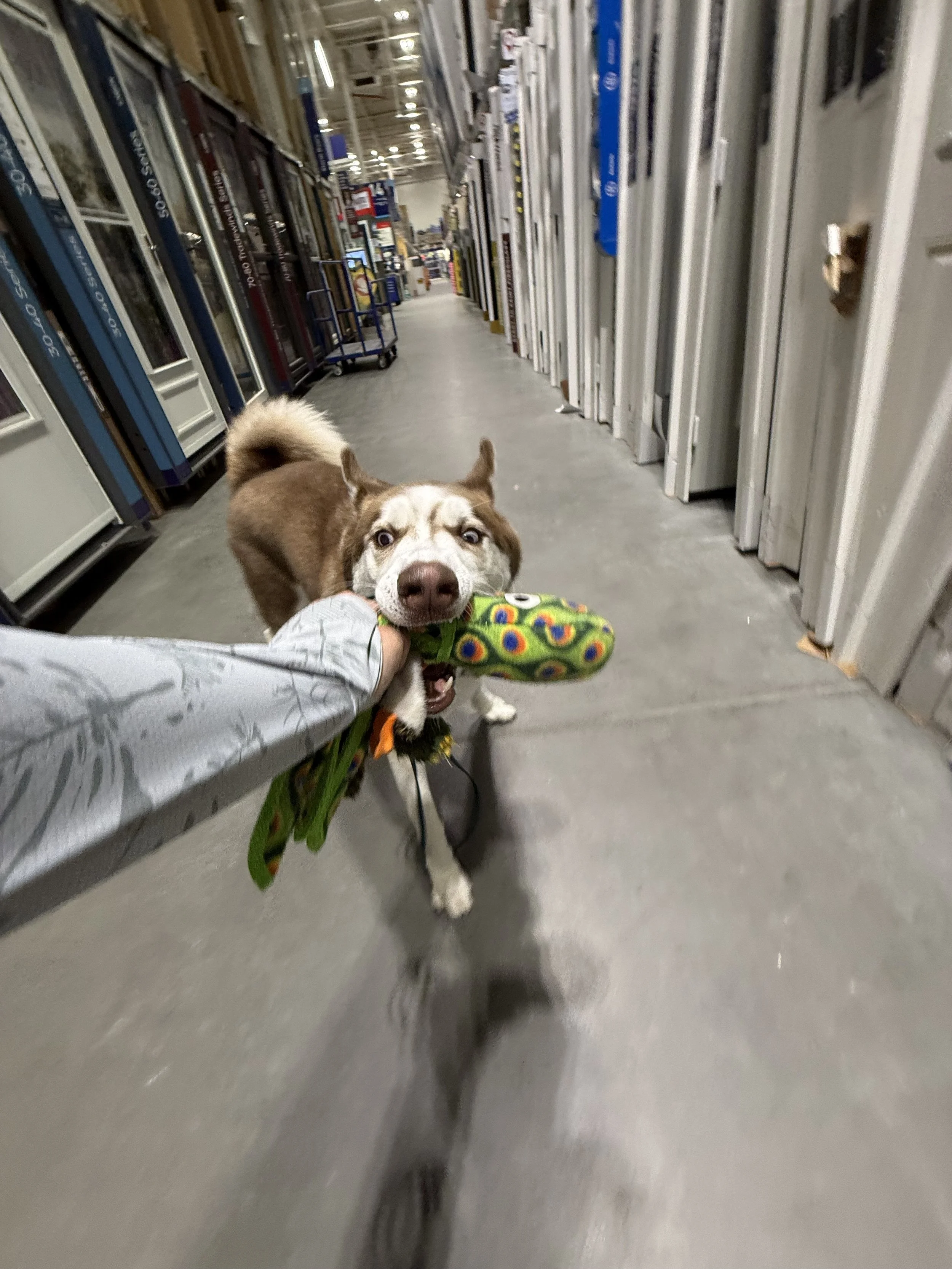 A dog with a brown and white coat biting a colorful toy held by a person in a store aisle.