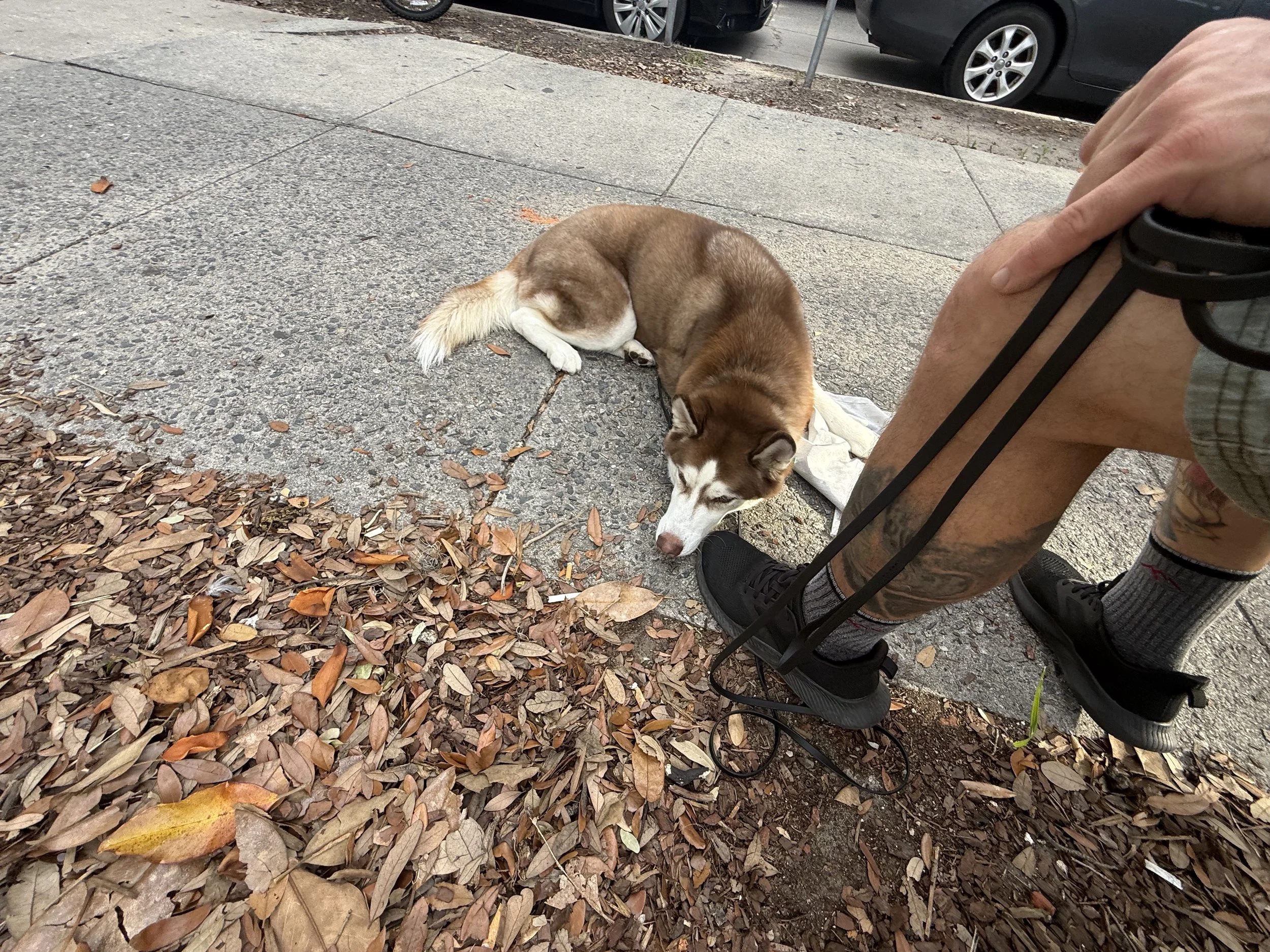 A person seated on a sidewalk with legs crossed, holding a leash attached to a sleeping husky dog lying on the ground. The sidewalk is partially covered with fallen leaves and nearby parked cars are visible.