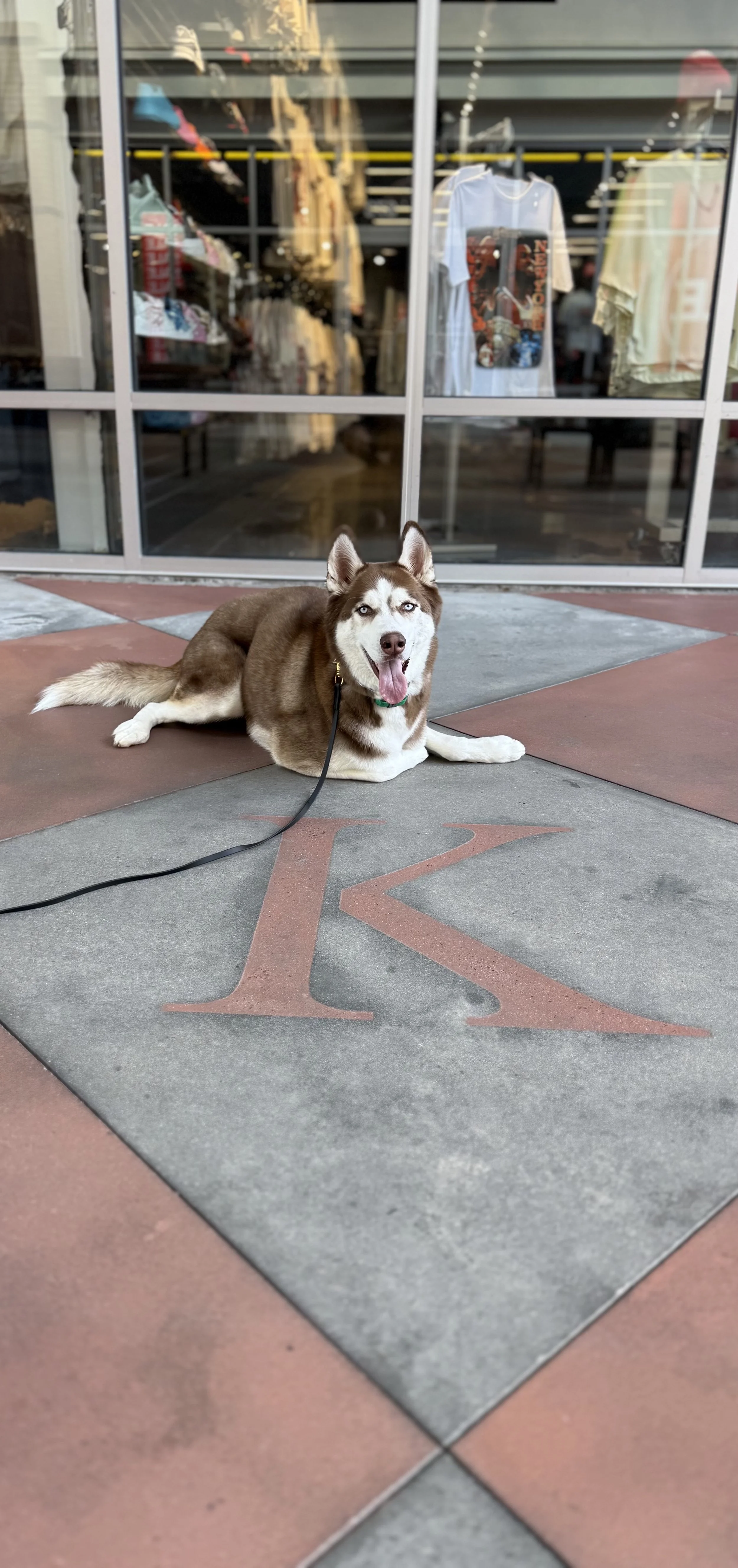 A happy husky dog with blue eyes lying on the sidewalk in front of a glass storefront, with a large letter 'R' on the ground in front of it.