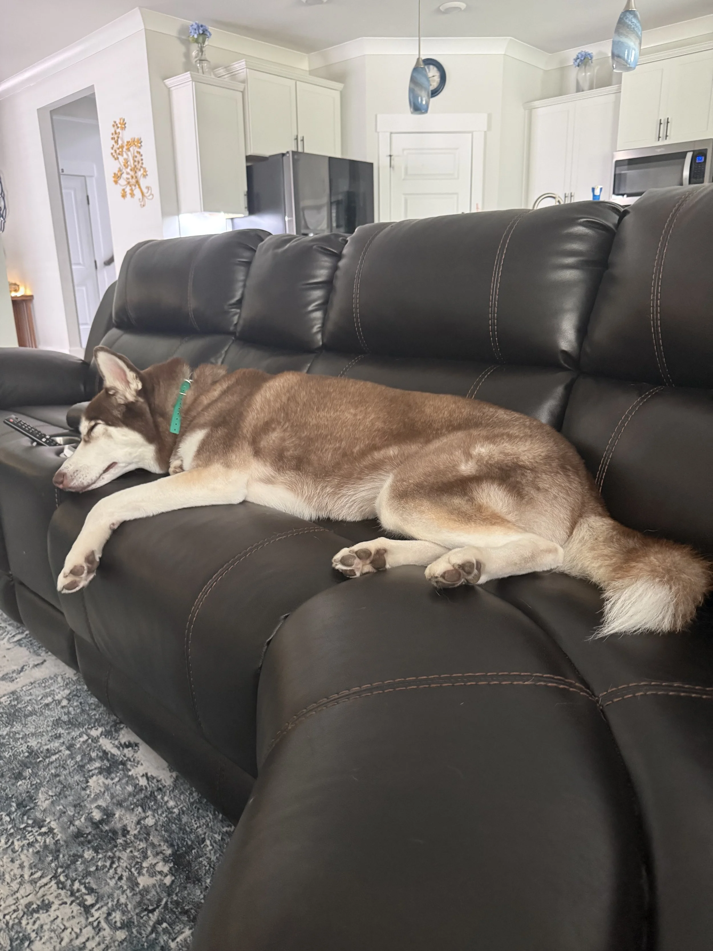 A brown and white husky dog is sleeping on a black leather couch in a living room, with a remote control near its head, in a home interior with a kitchen visible in the background.