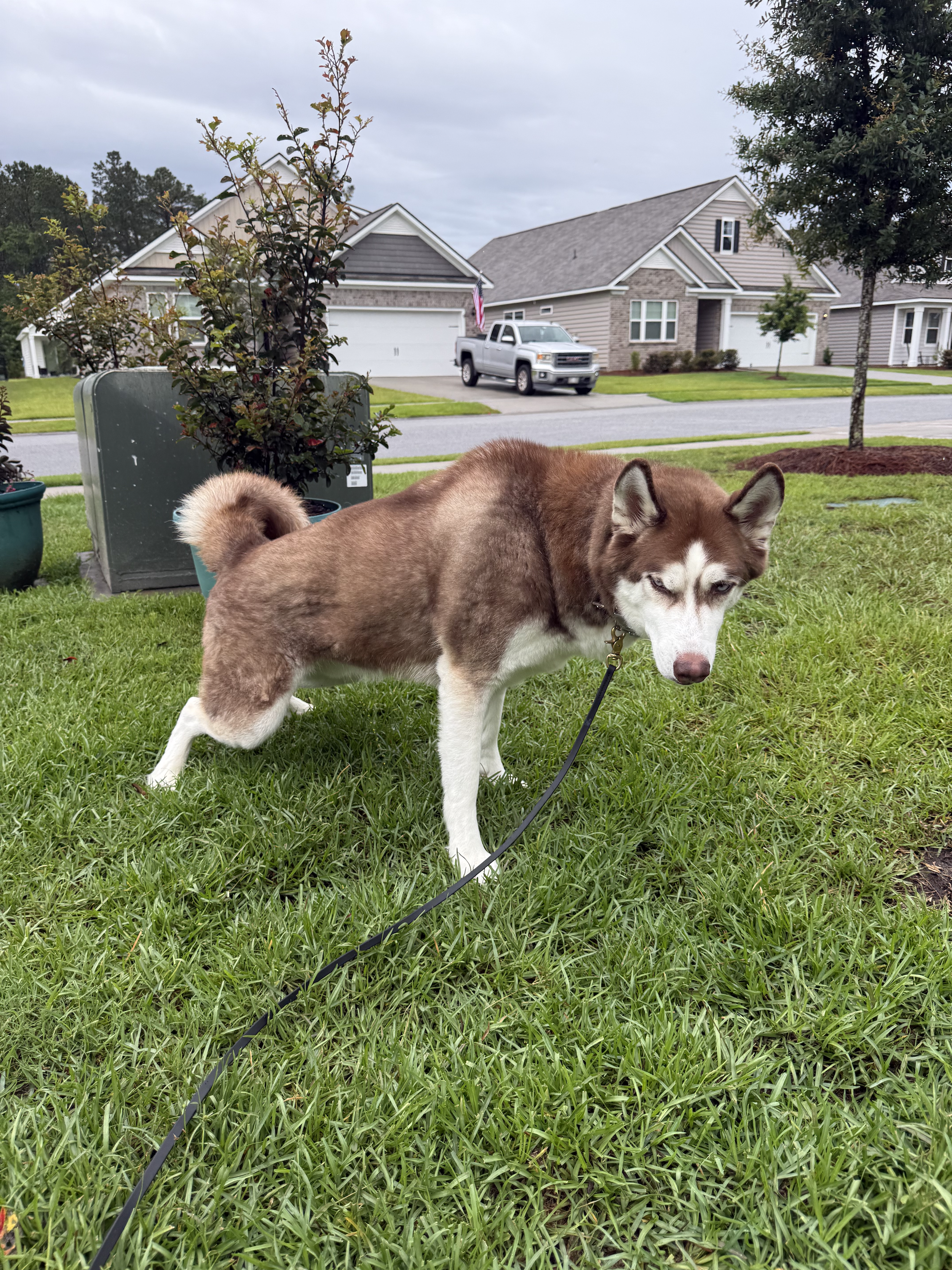 A brown and white husky dog standing on a green lawn in front of a suburban house and driveway, with trees and cloudy sky in the background.