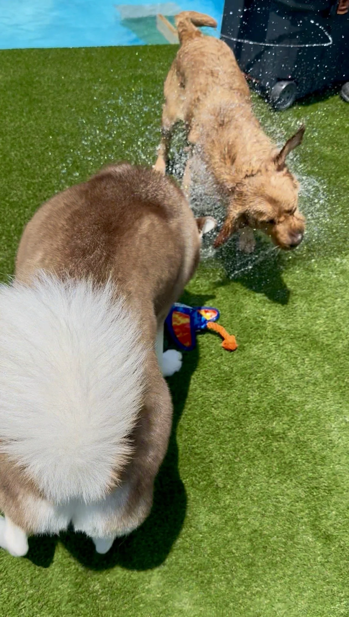 Two dogs, one with a brown and white coat and another with a darker coat, playing on artificial green grass with a hose.