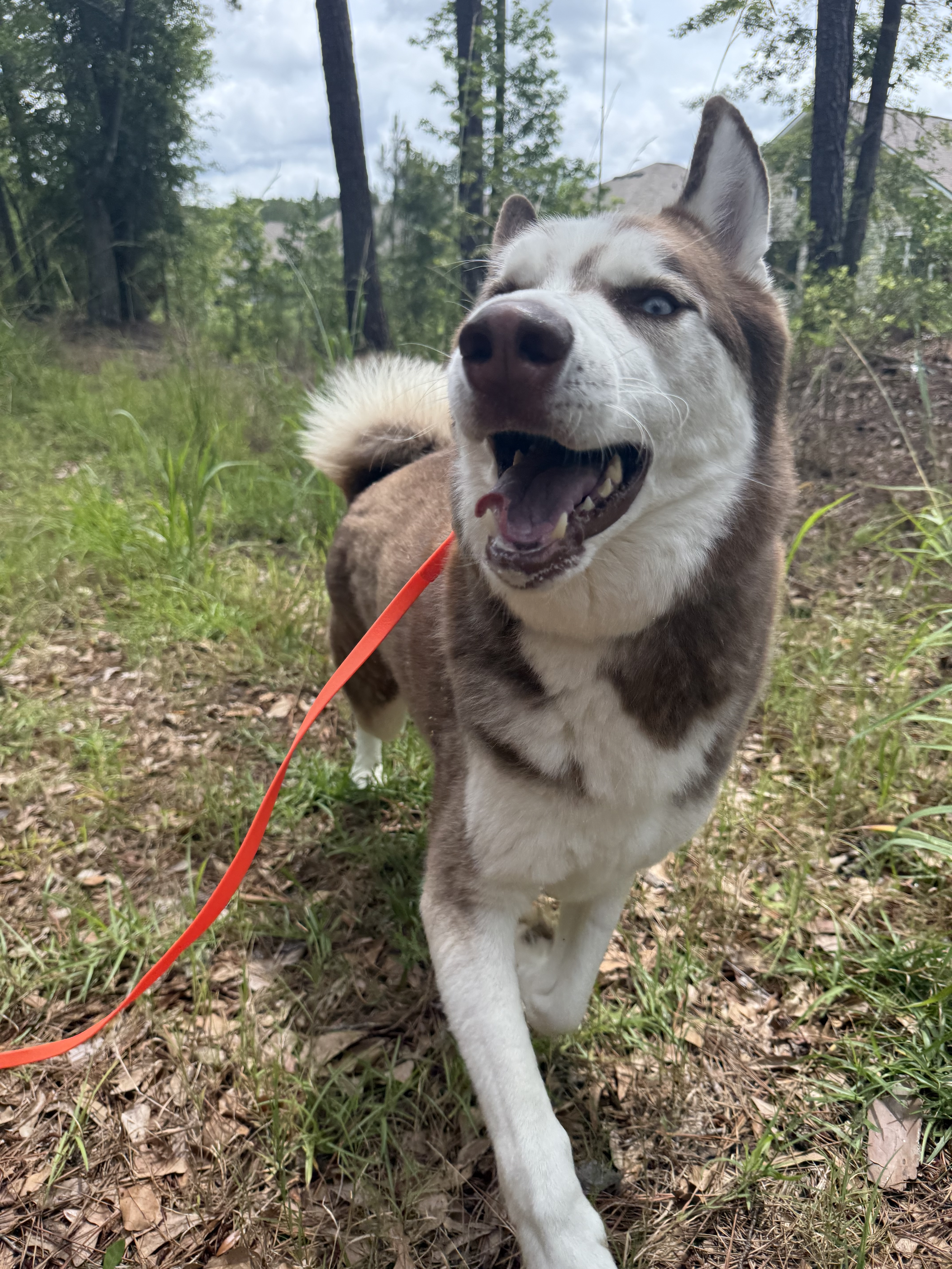 Close-up of a Siberian Husky dog with blue eyes, smiling and walking outdoors on a leash, in a wooded area with trees and clouds in the sky.