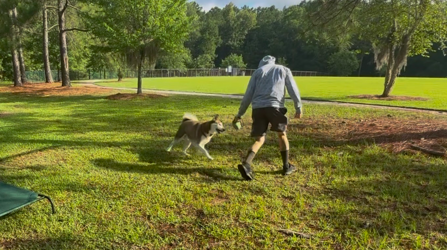 A person in shorts and a hoodie playing fetch with a dog in a park with trees and green grass.