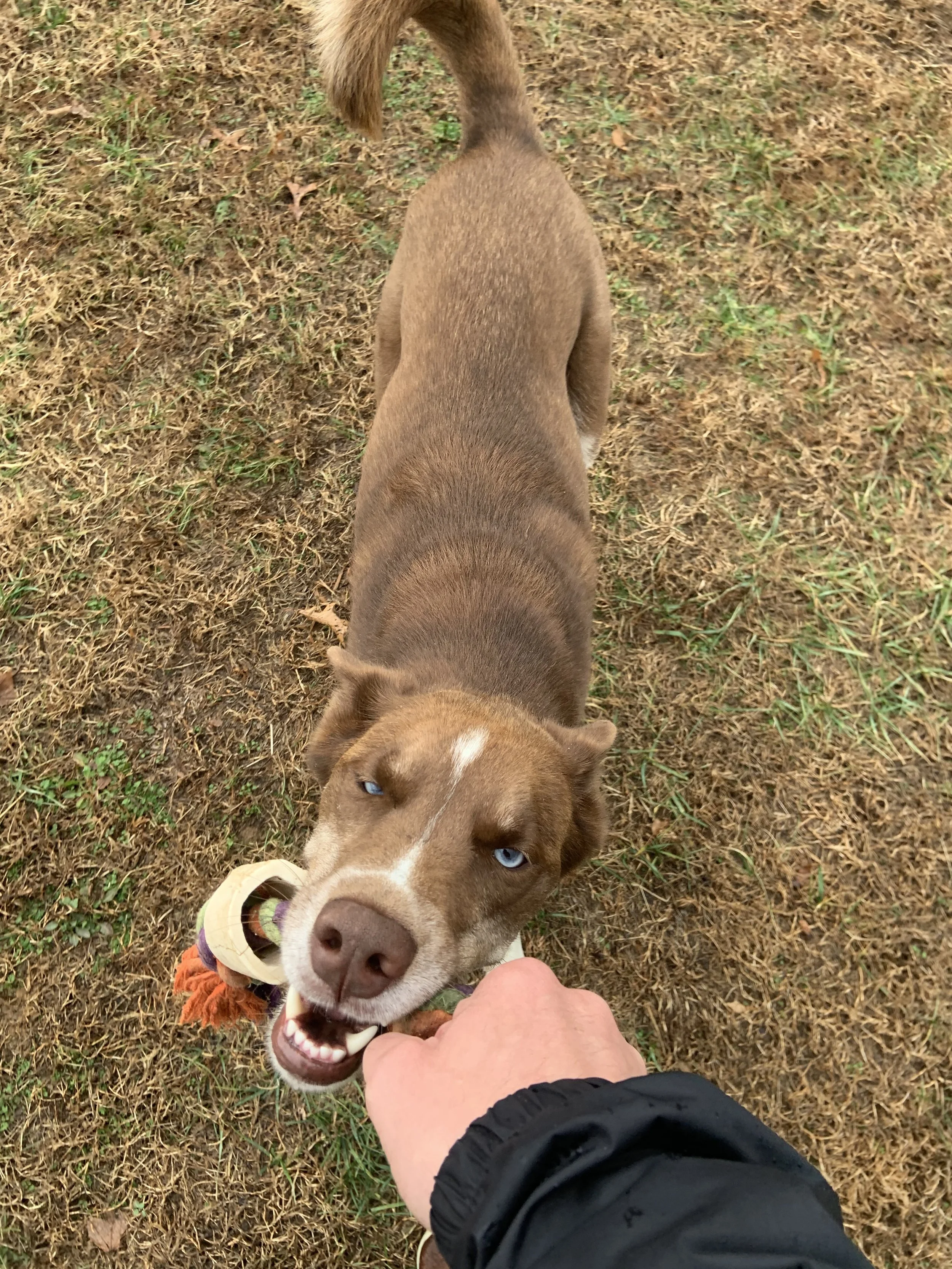 A brown and white husky with striking blue eyes, wearing a colorful collar, is playfully biting a person's hand. The person is holding the dog's leash, and the scene takes place on a patchy grassy area.