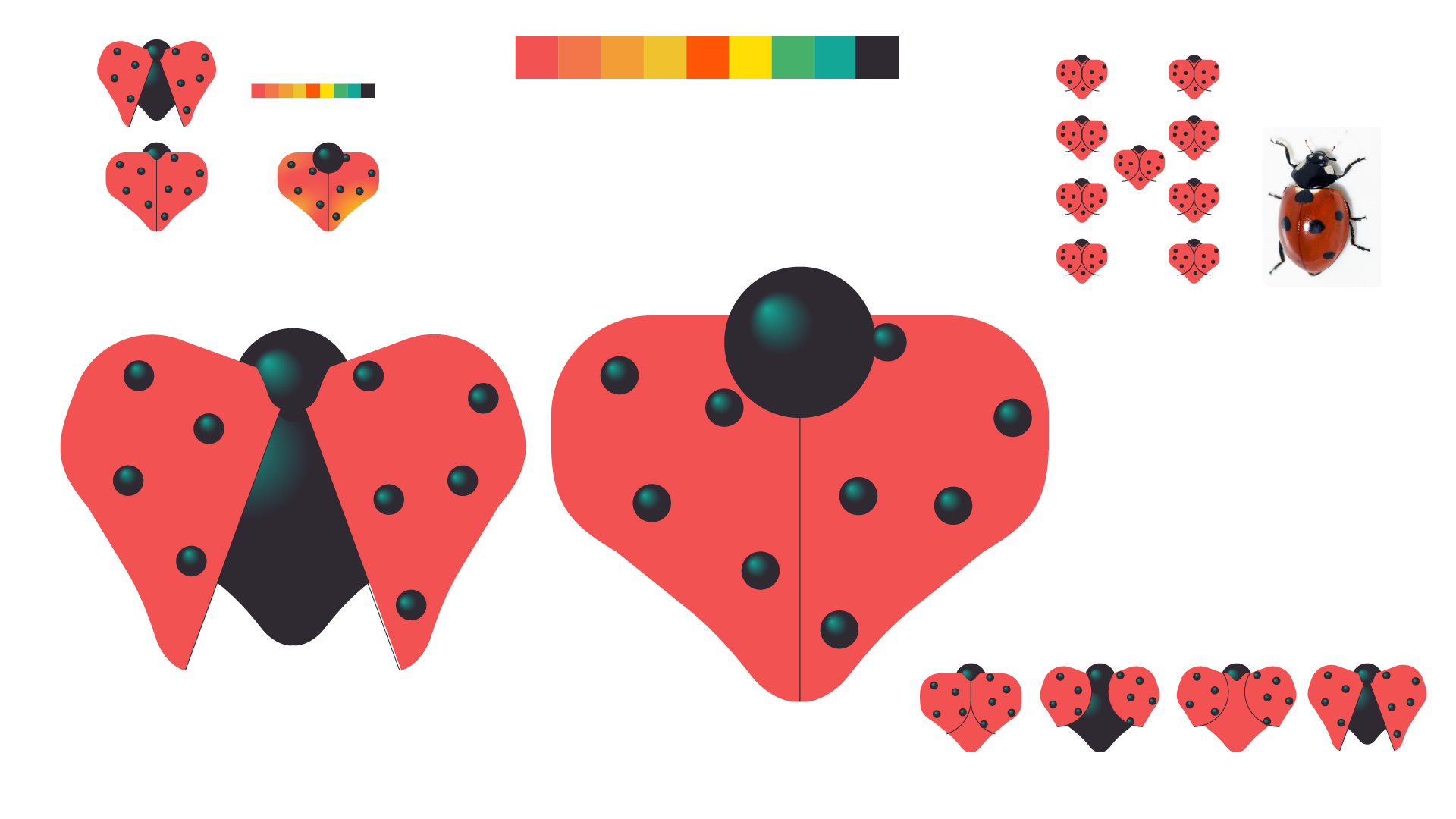 An image depicting the colour palette and design of the ladybird, and alternate wing designs