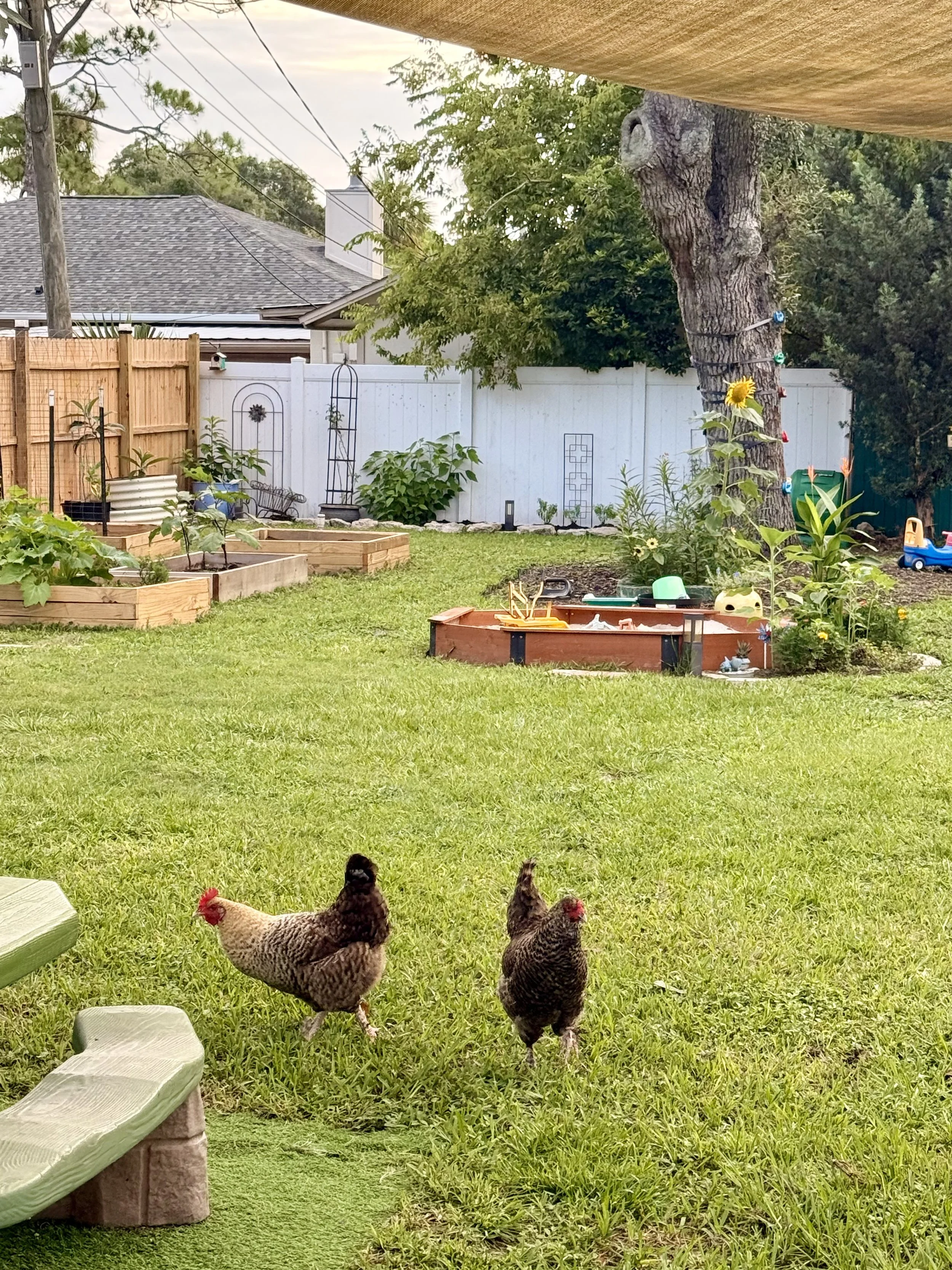 A backyard garden with chickens walking on grass, raised garden beds, a white fence, assorted plants, a sunflower, a tree wrapped with colorful string lights, and a small blue toy car.