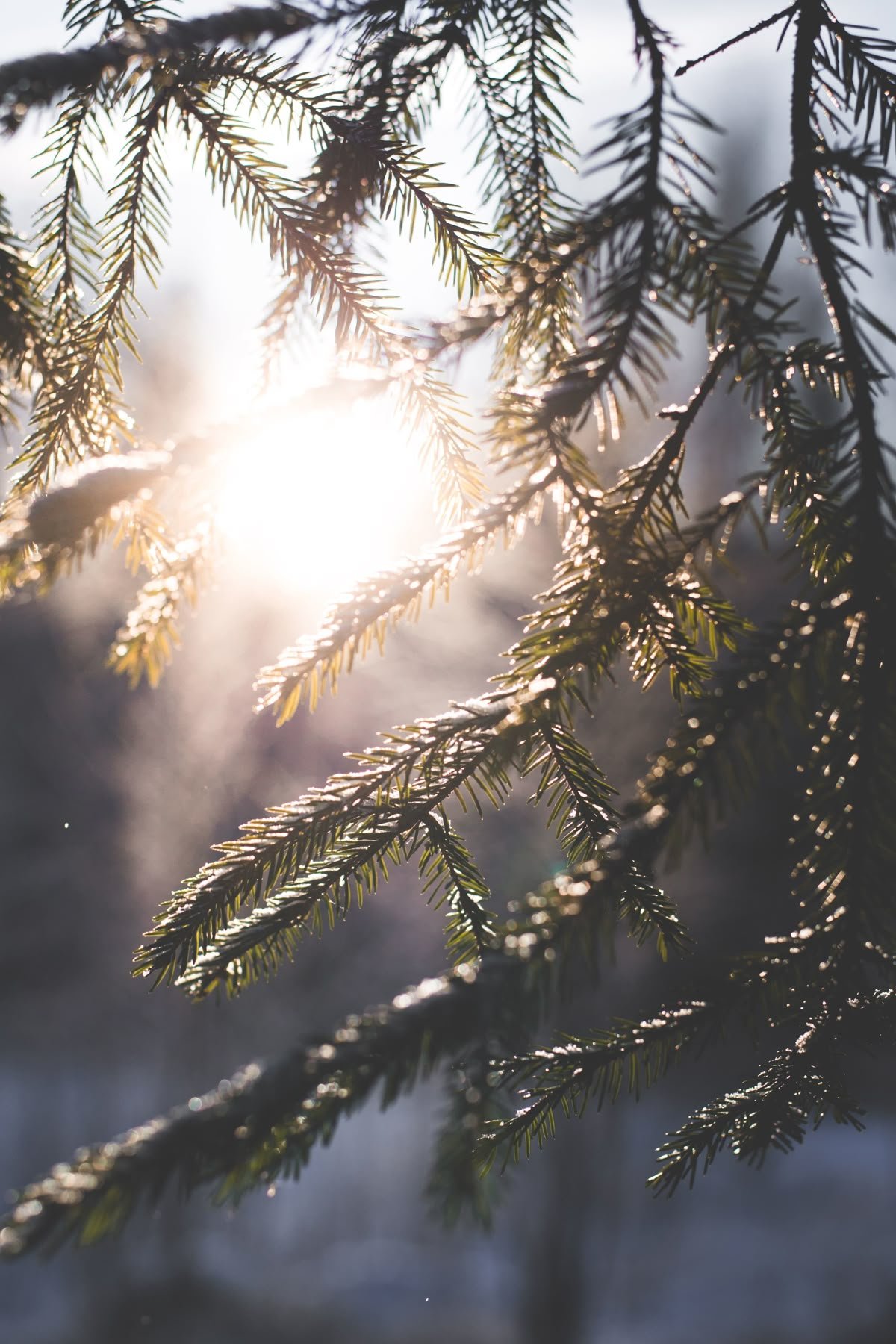 Winter morning.