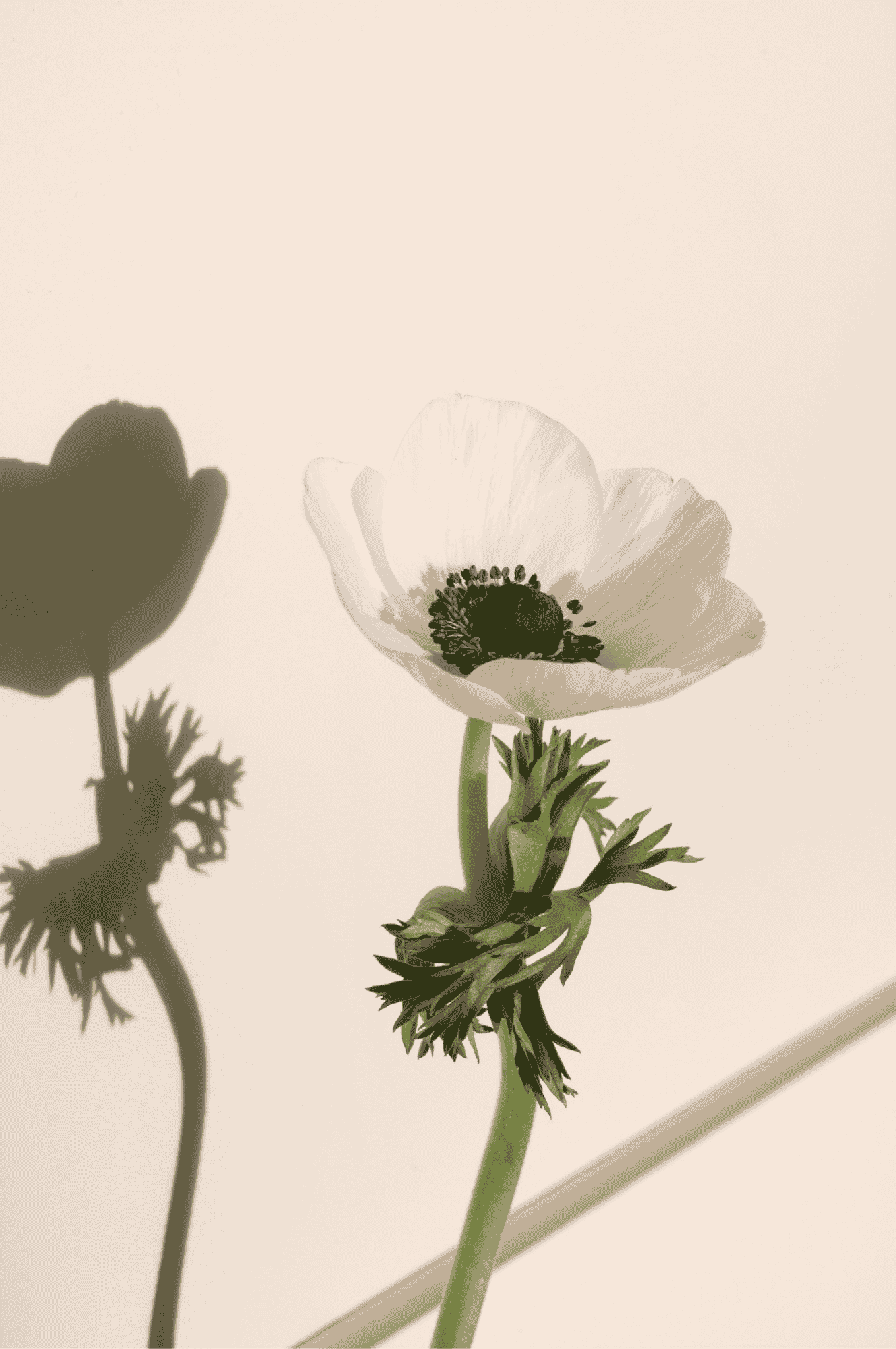 Image of a flower.