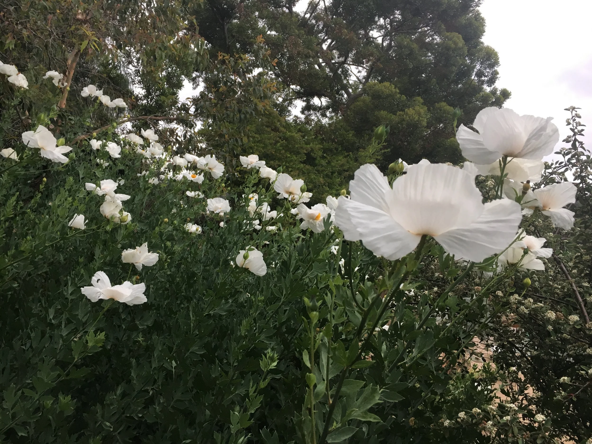 White flowers and green foliage in a garden with trees in the background under a cloudy sky.