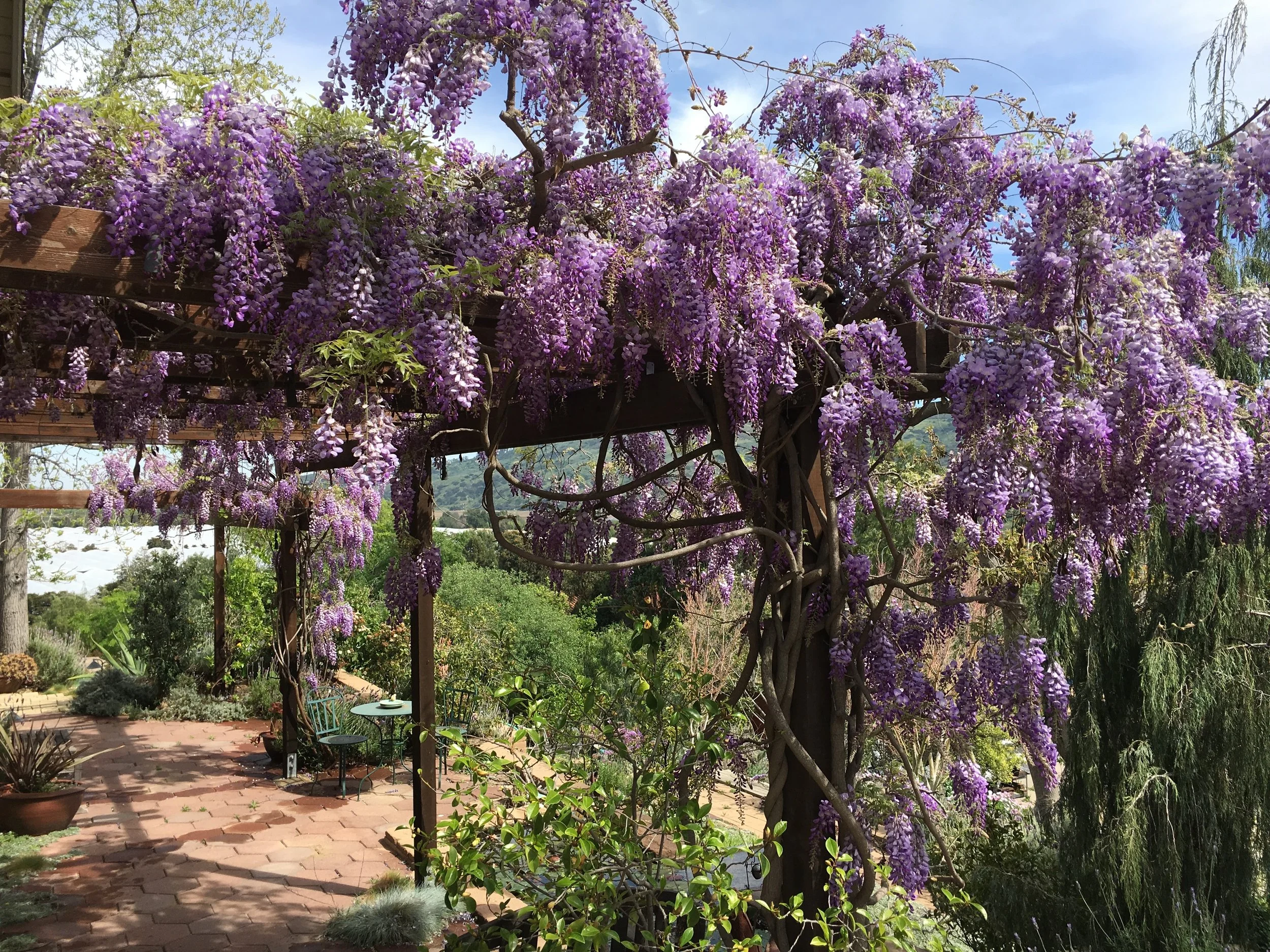 A garden with purple wisteria flowers cascading over a wooden pergola, a brick patio with potted plants, and outdoor seating with trees and hills in the background.