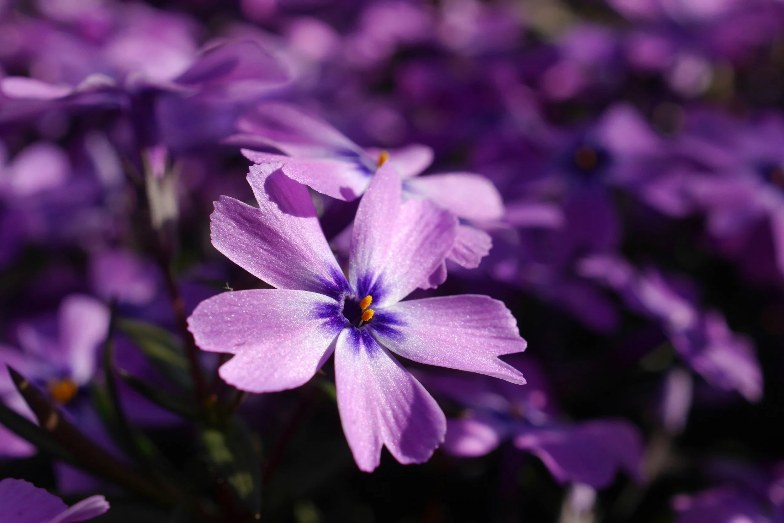 Close-up of purple flowers with yellow stamens, blurred background of more purple flowers.