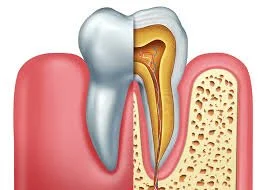 Bonjour Dentiste