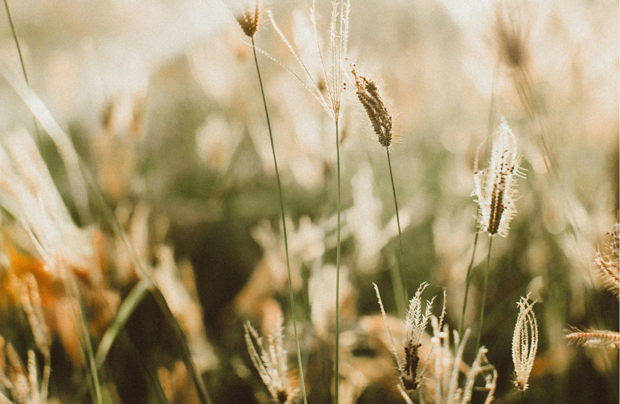 Close-up view of dried grass and plant stalks in a field with warm, soft lighting.