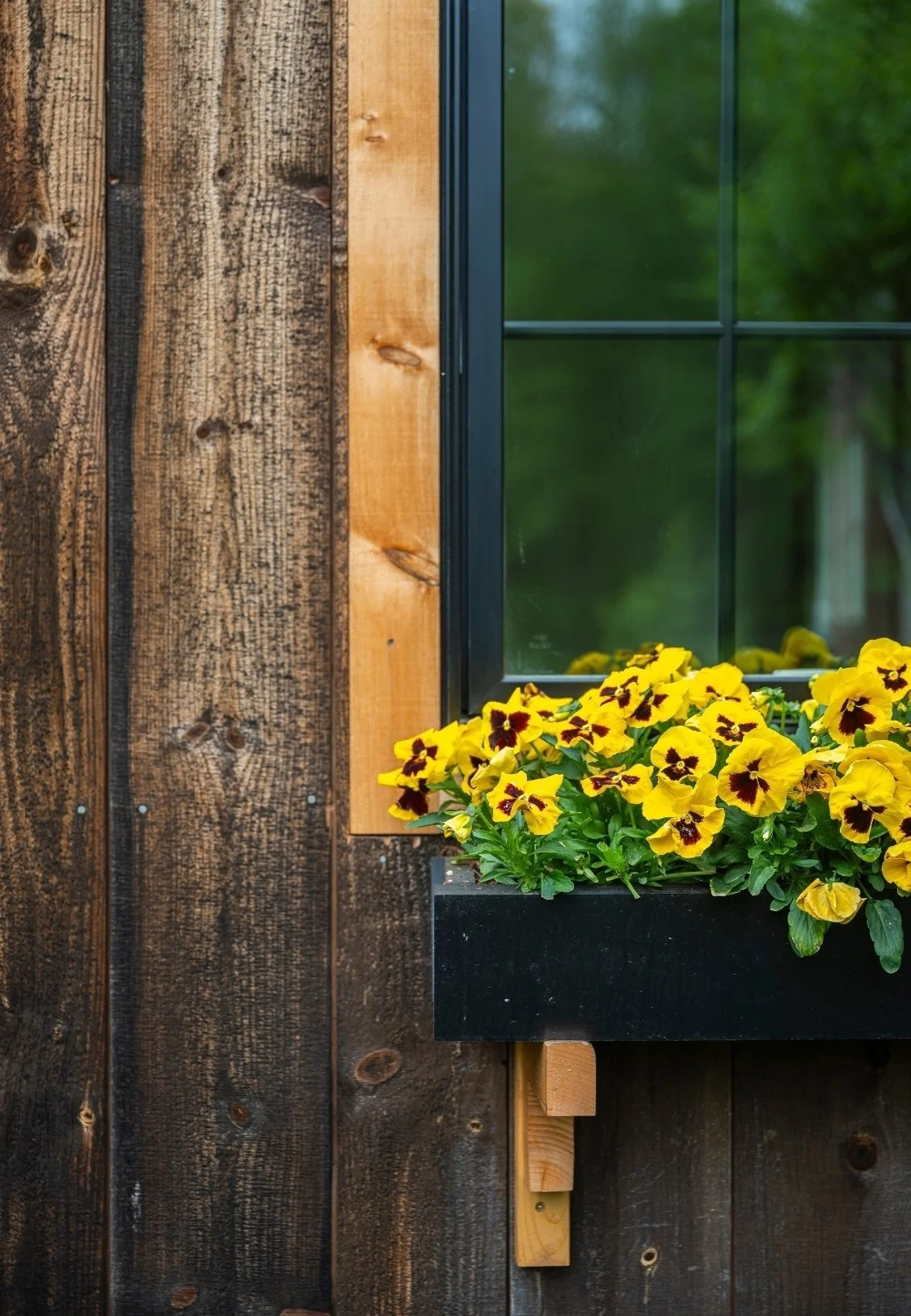 A window with a black frame set into a dark wooden wall, with a flower box filled with yellow and dark maroon pansies beneath the window. Green foliage is visible through the window.