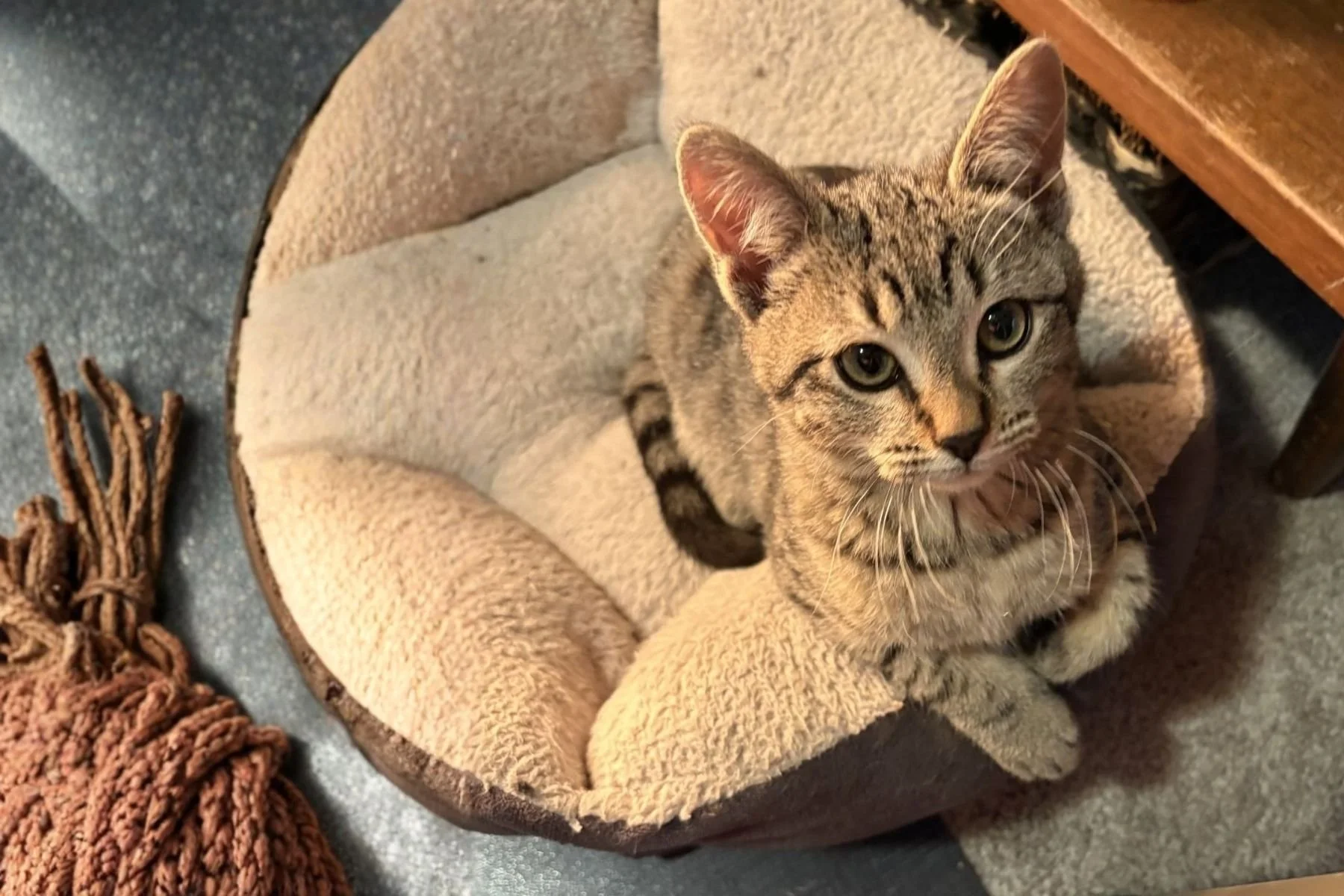 MDAWA Member Photo: Forgotten Felines Rescue