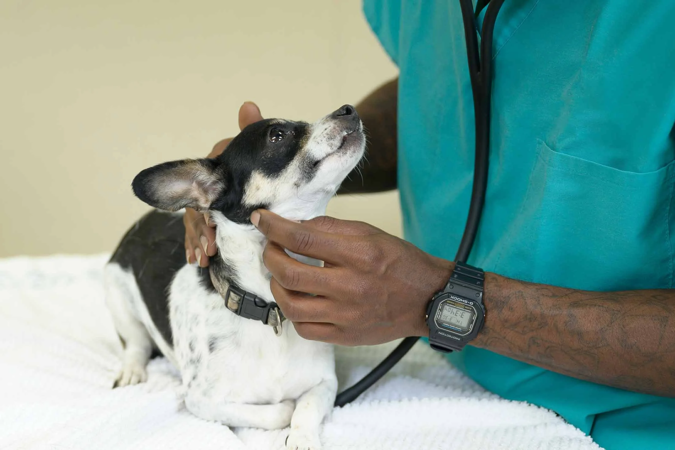 Colorado's veterinary shortage: Animals being euthanized as owners struggle with costs, professionals labor to meet demand