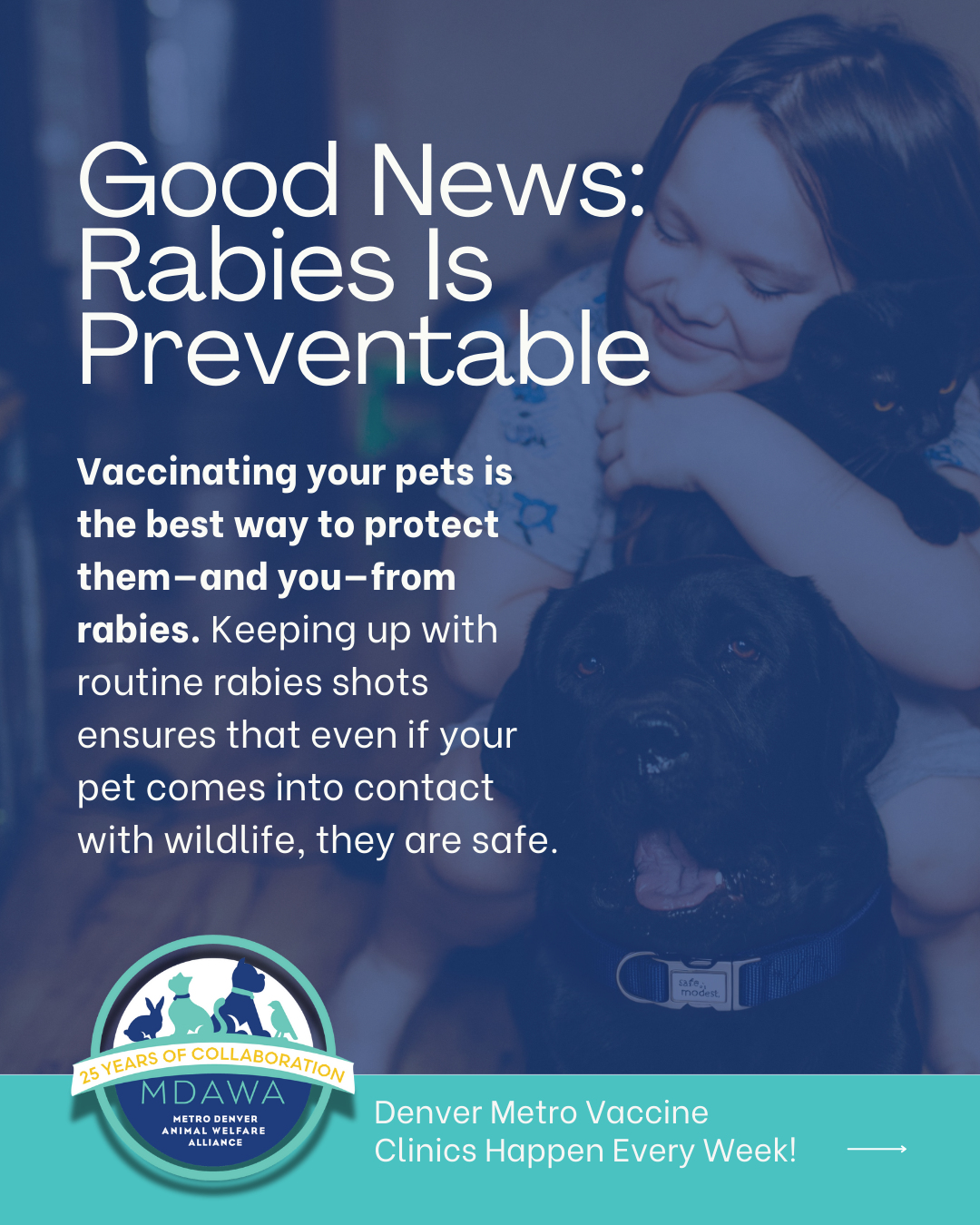 Protect Your Pets (and Yourself!) from Rabies: What Every Pet Owner Needs to Know