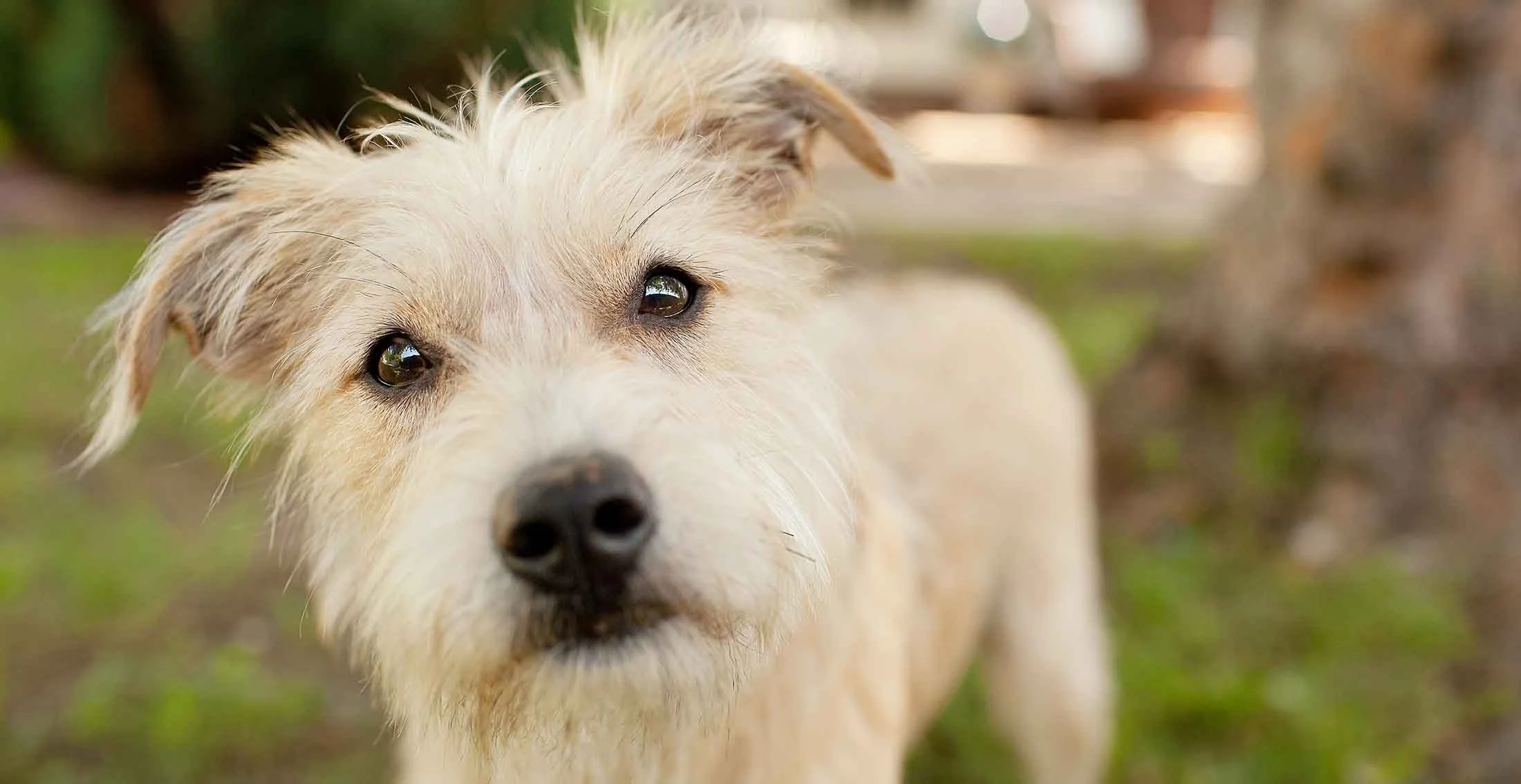 Animal shelters think creatively to help families keep their pets amid "crisis"
