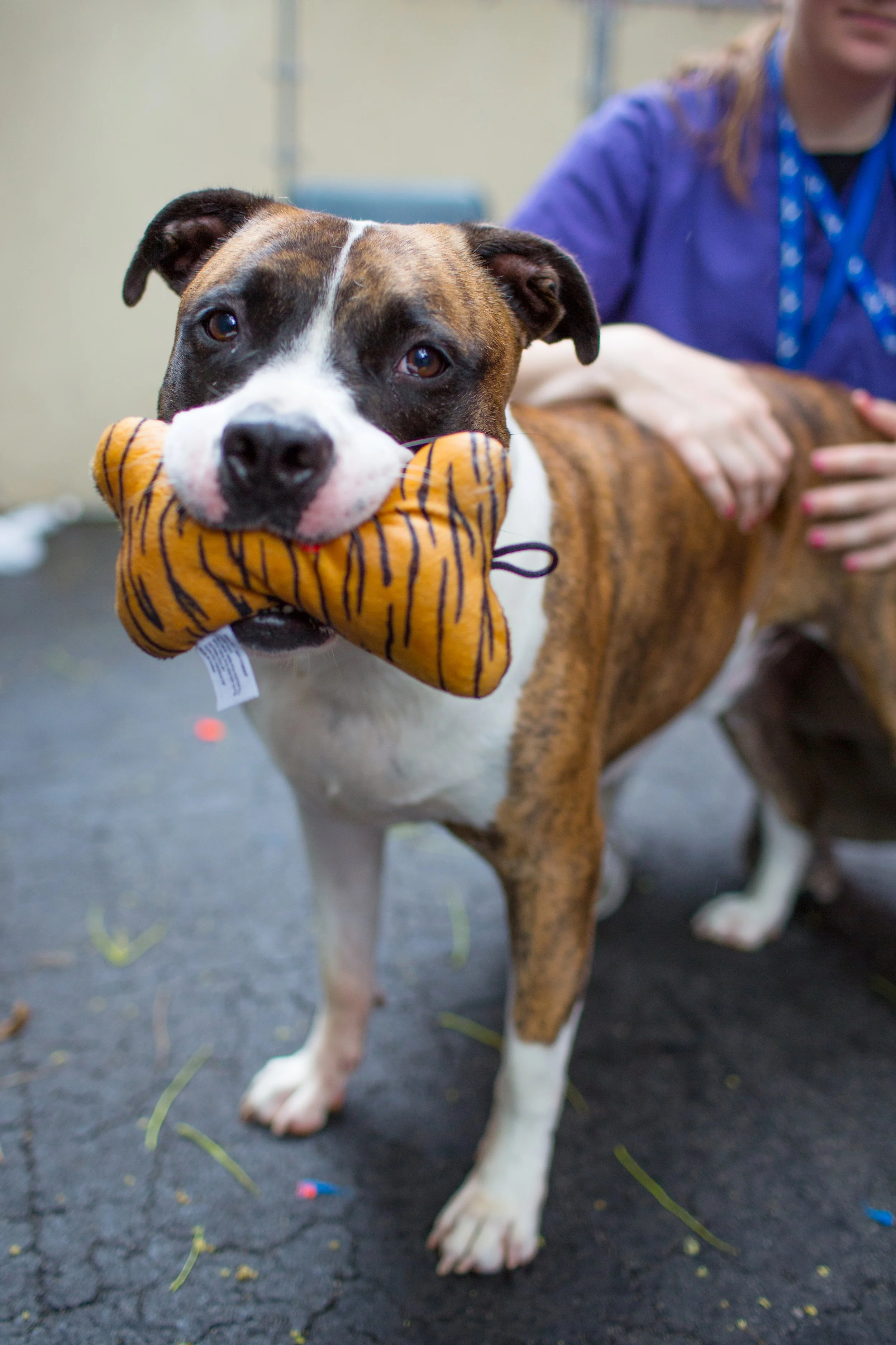 Denver metro animal shelters are overcrowded