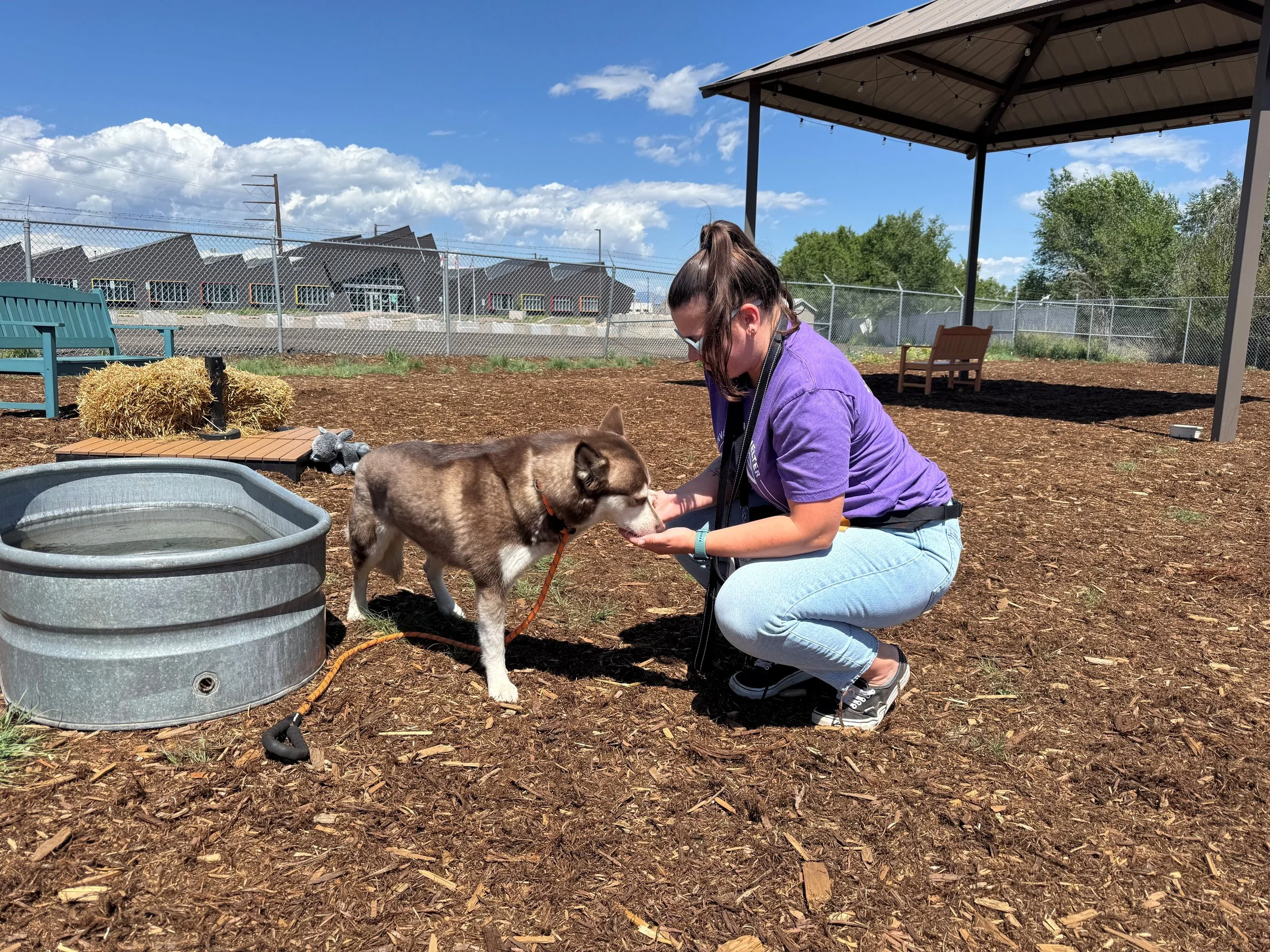 Before you Adopt a Pet: What to Know and Ask