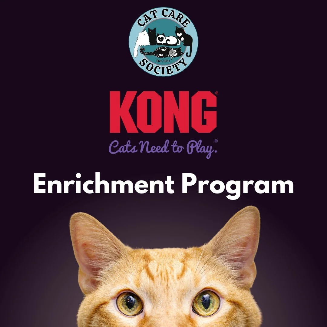Cat Care Society and KONG Announce Partnership for a Cat-Focused Behavior &amp; Enrichment Program
